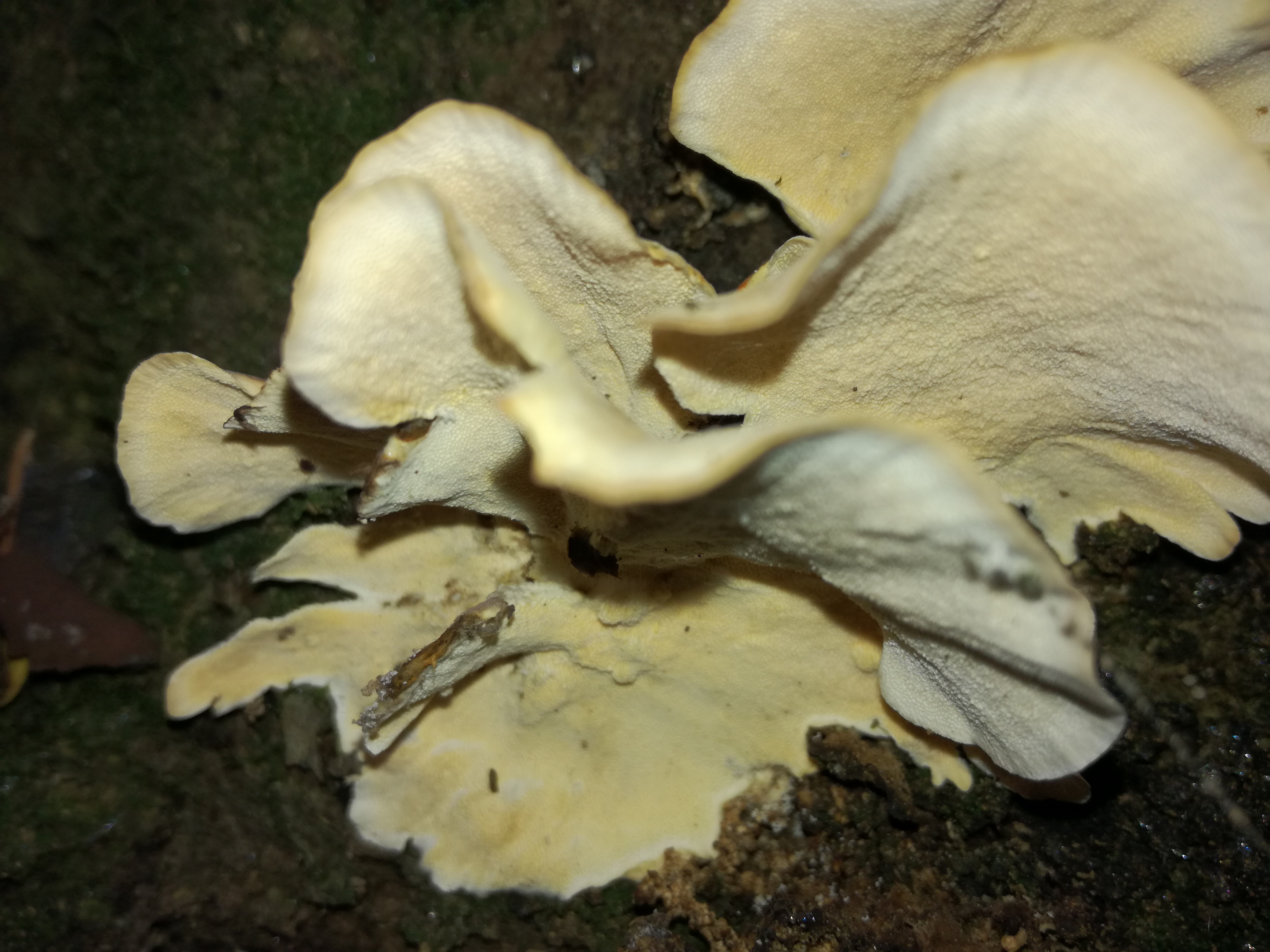 27112017190406 3363 art 1993 img 20171105 123639