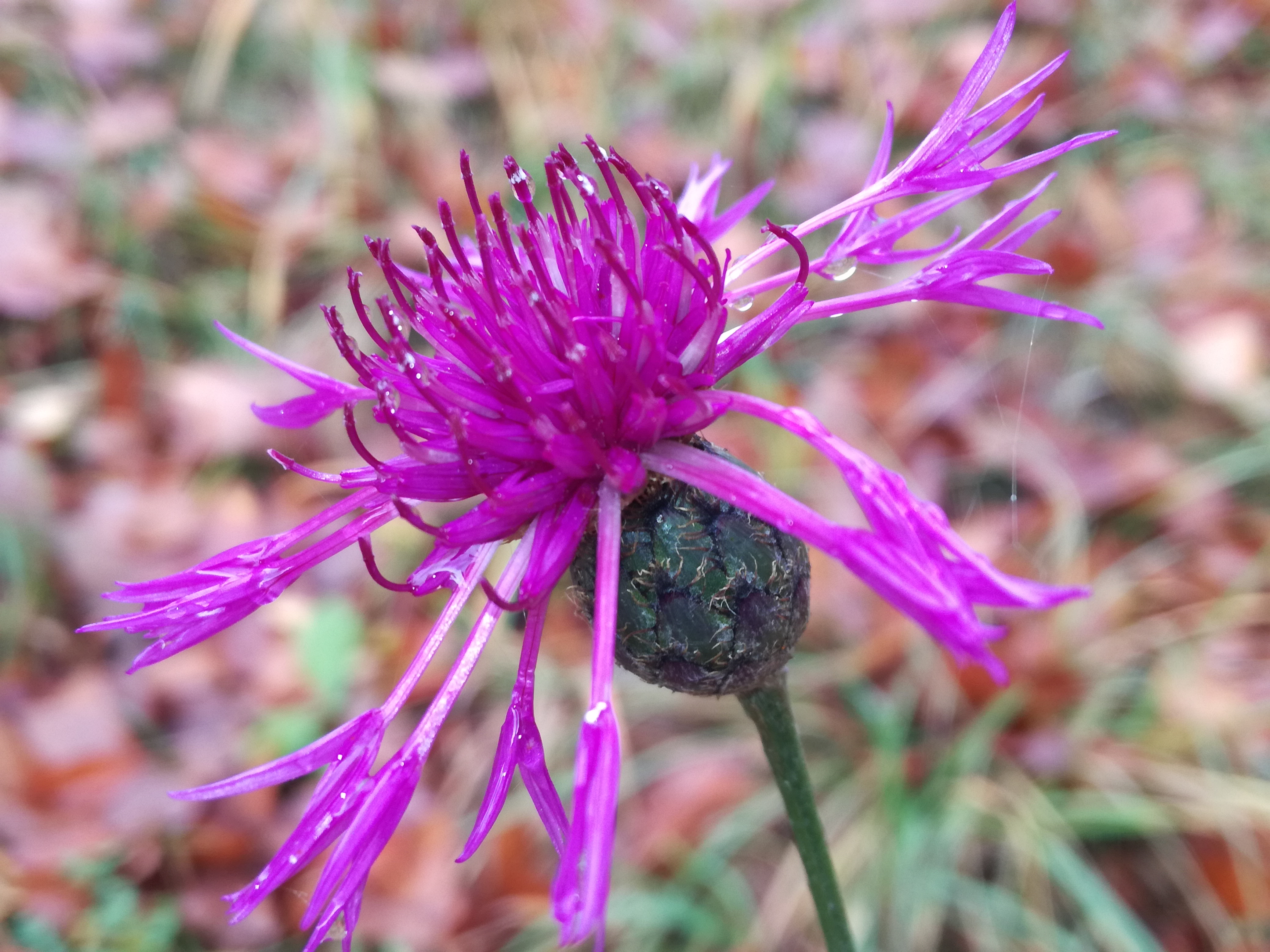 27112017190746 3364 art 552 img 20171109 113508