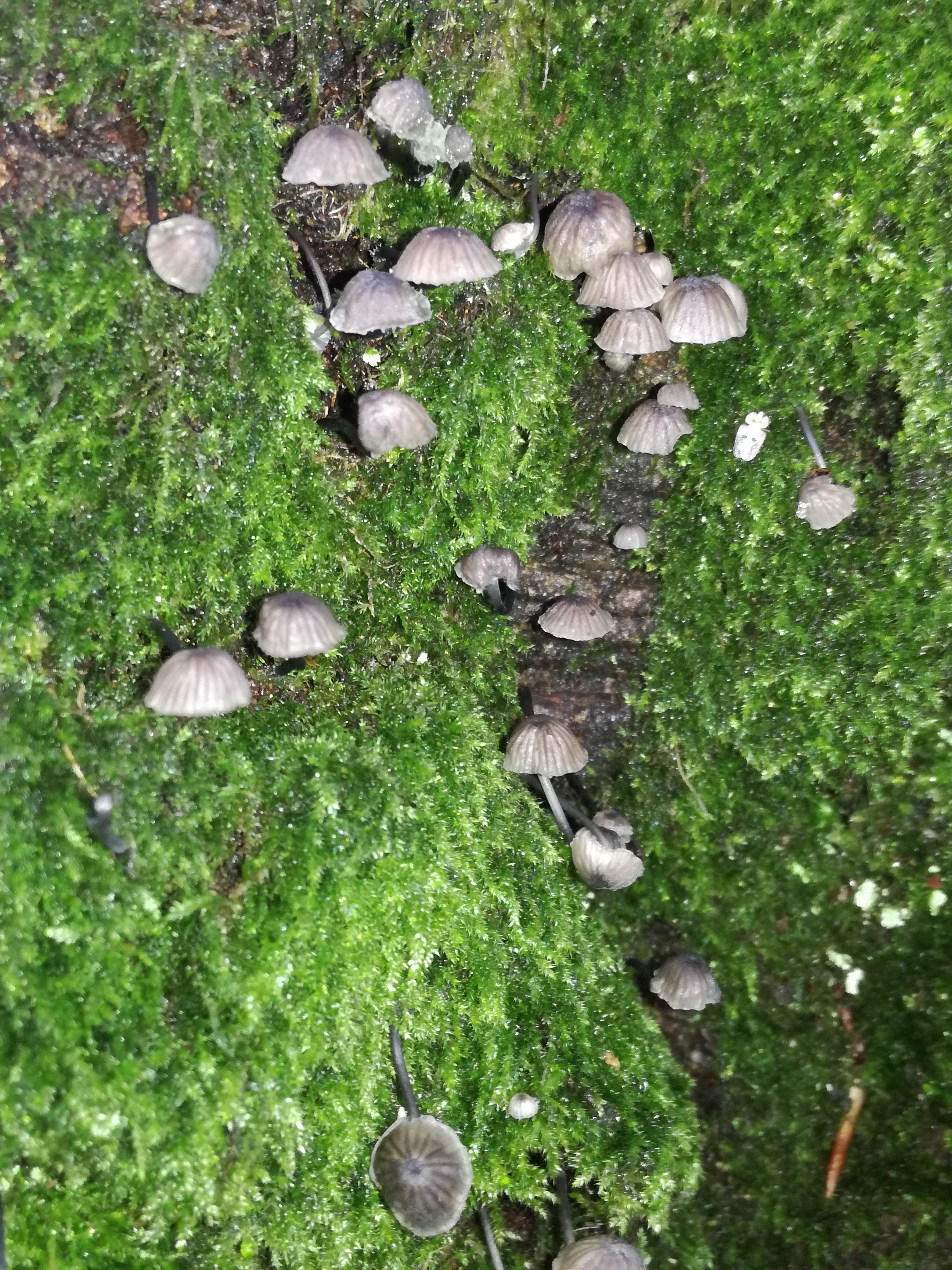 27112017192232 3366 art 1994 img 20171109 115104