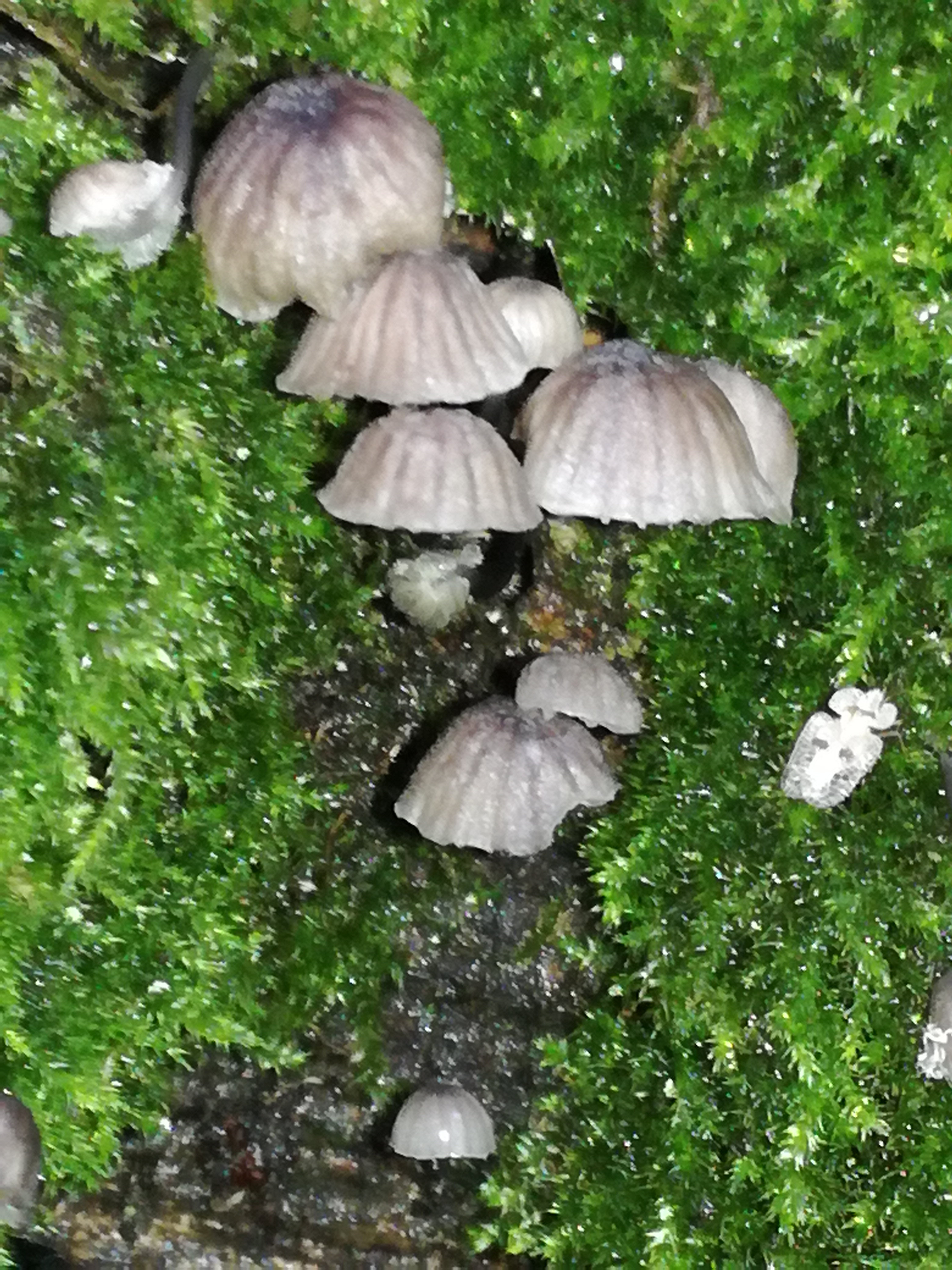 27112017192404 3367 art 1994 img 20171109 115147