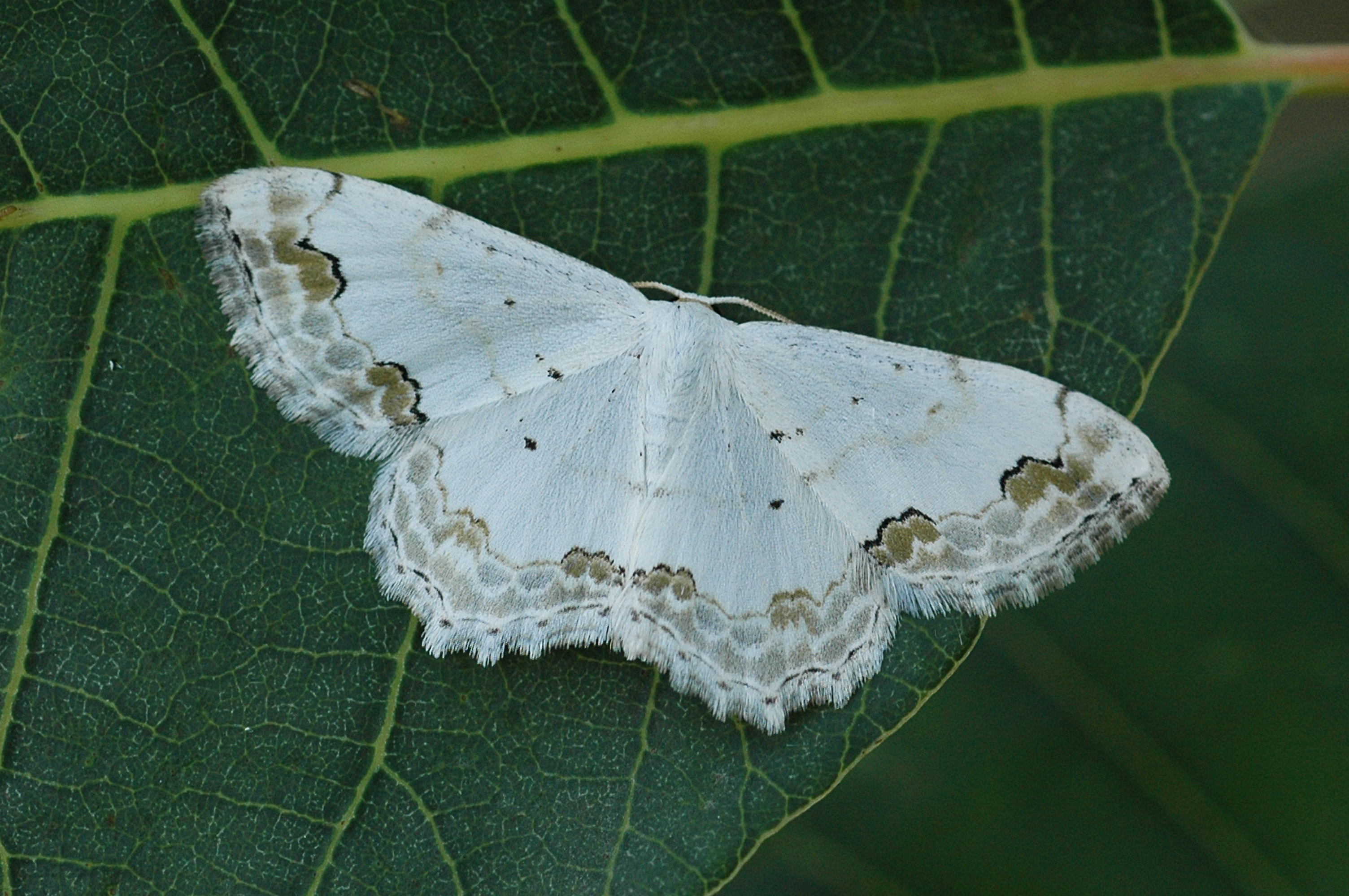 28052013110636 791 art 403 scopula ornata 8a