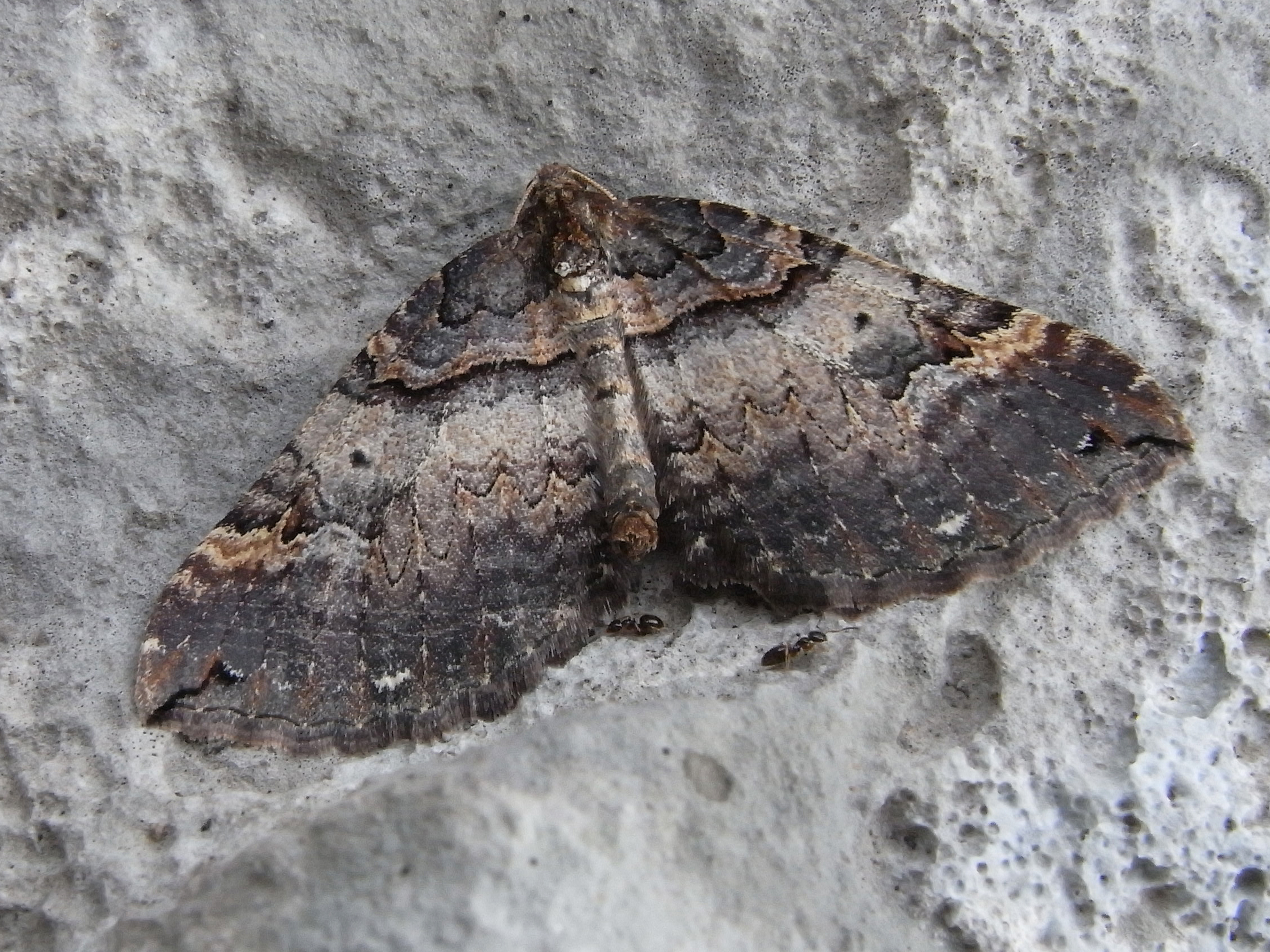 28052013111545 792 art 398 22460 slo podgorje 1103 bearbeitet 1