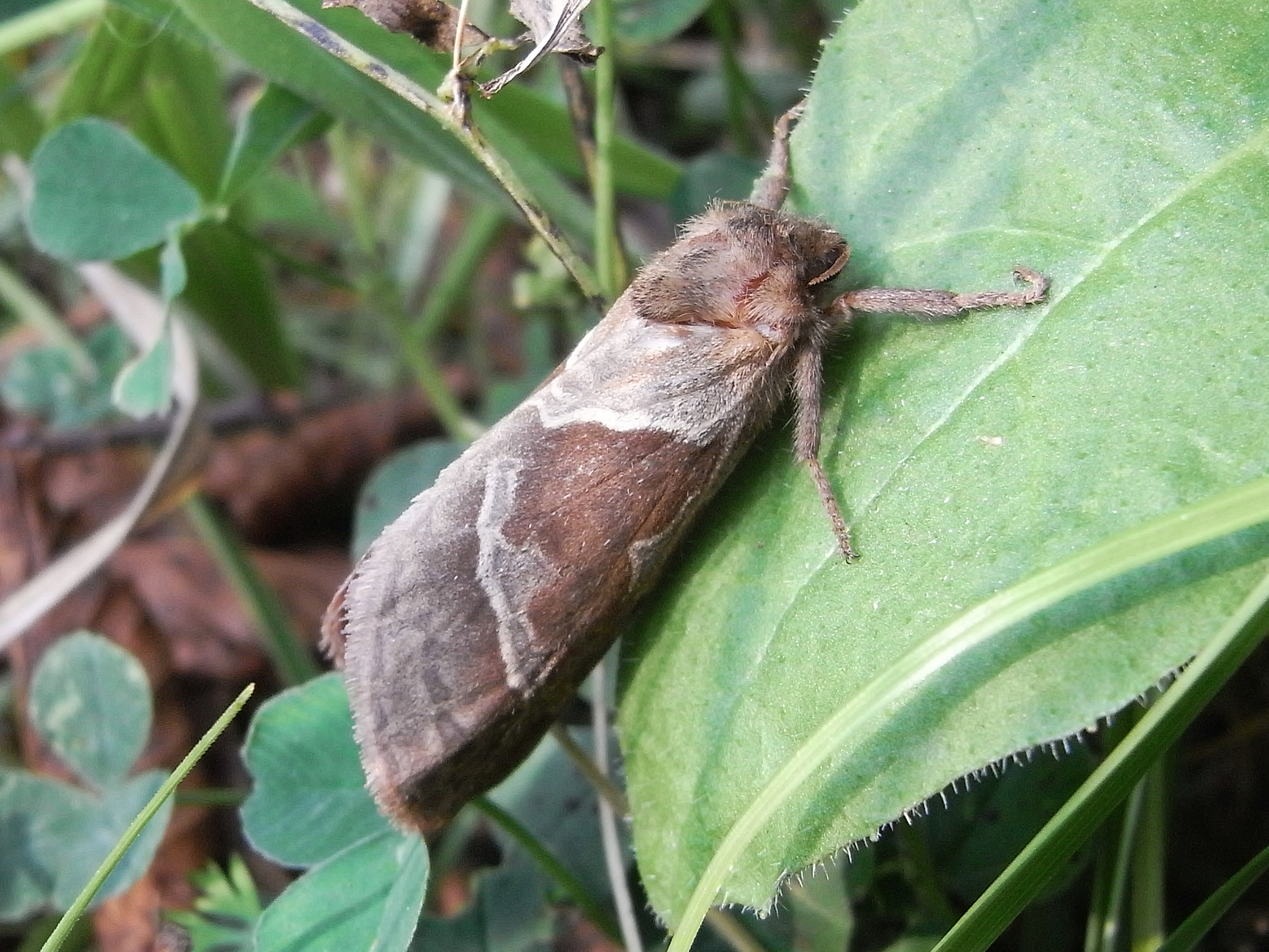 28052013112835 793 art 678 24052013102630 712 art 678 24238 fj amaro 1109