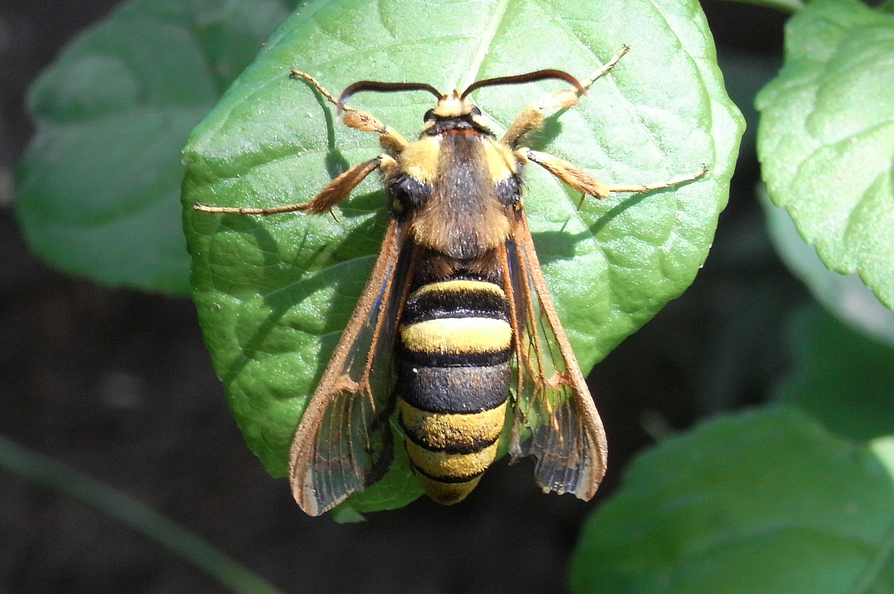 28052013113911 795 art 679 24052013163204 721 art 679 24652 nb 1105