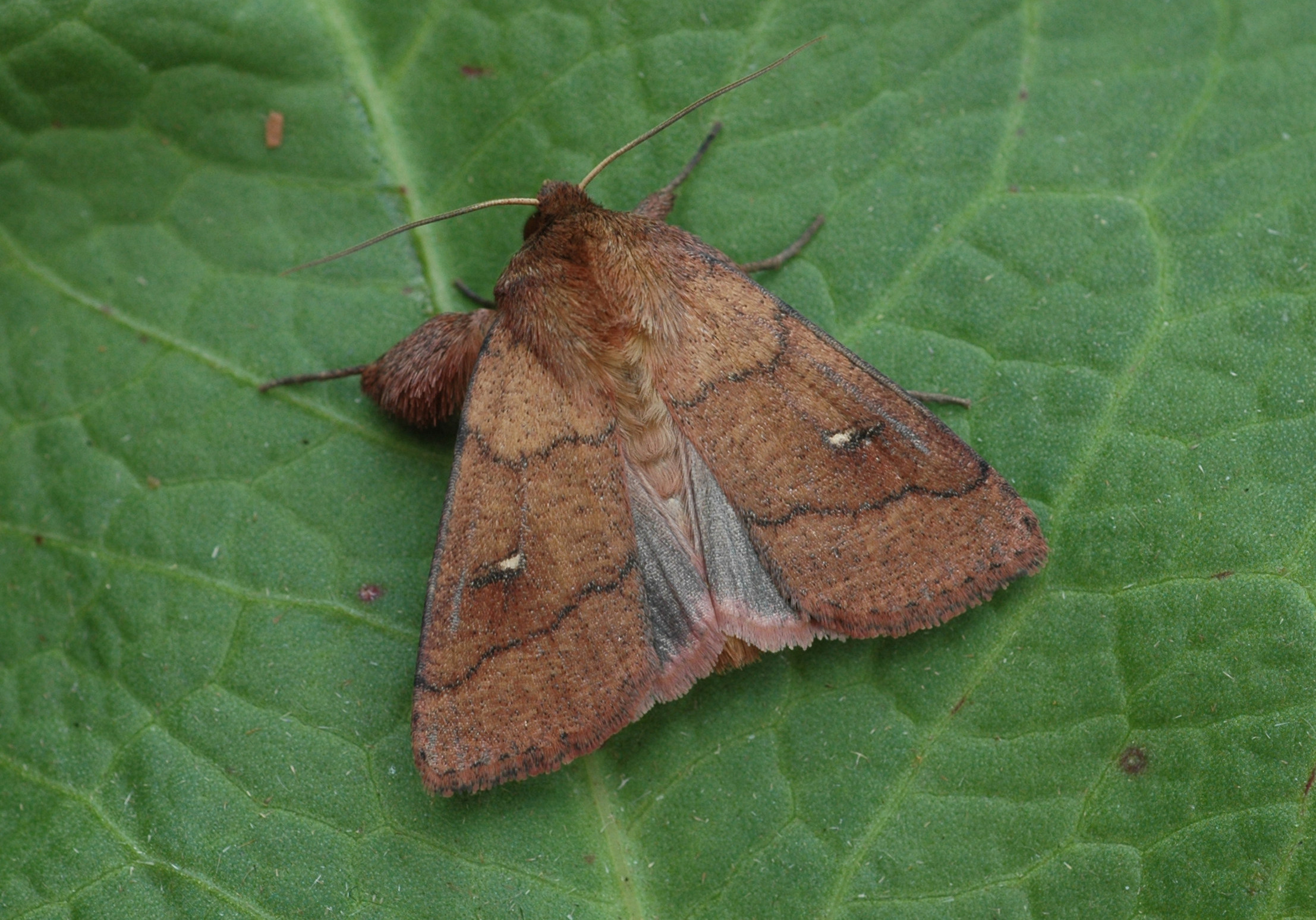 28052013120057 797 art 636 mythimna turca 2