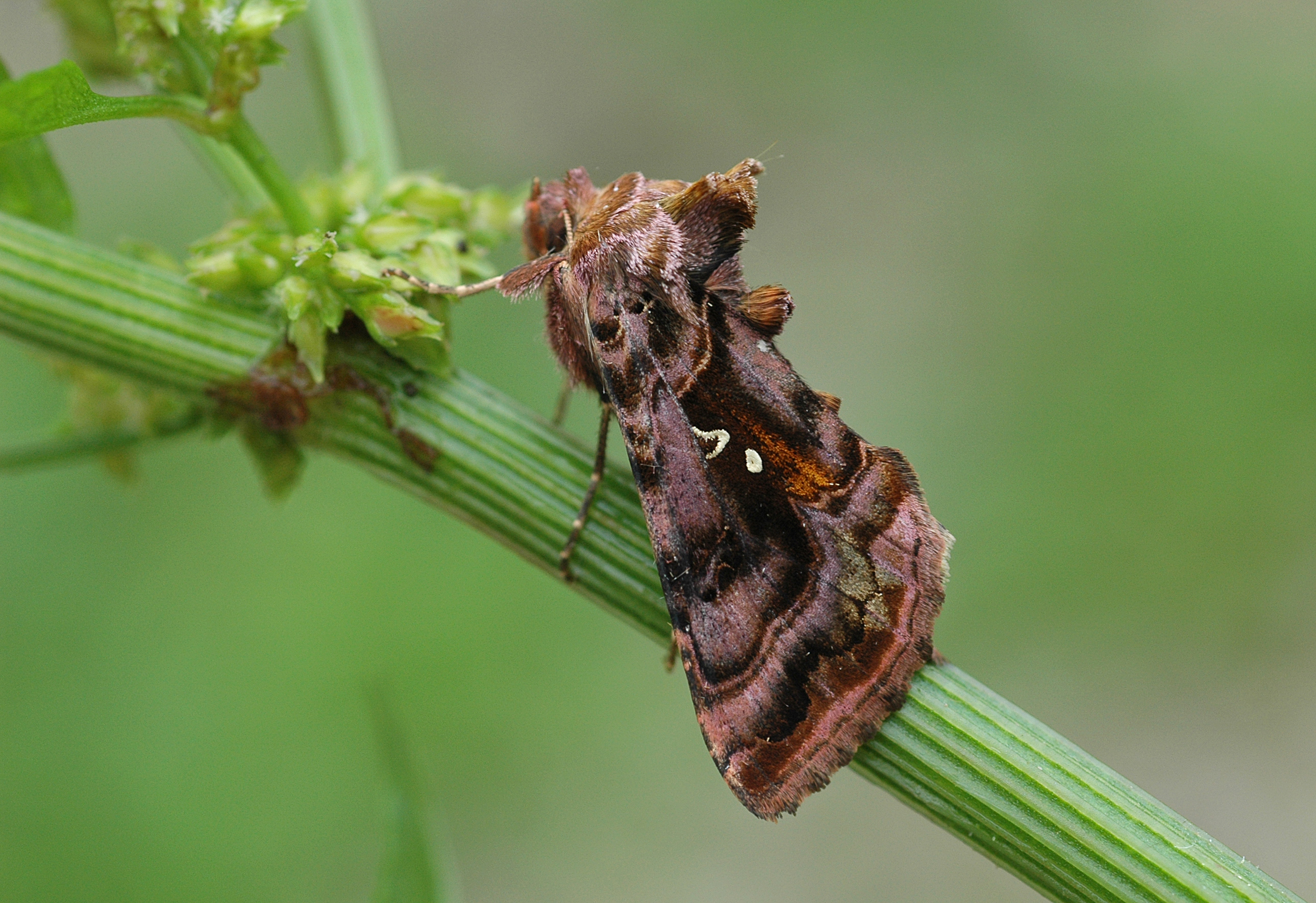 28052013120358 798 art 535 autographa pulchrina 4a