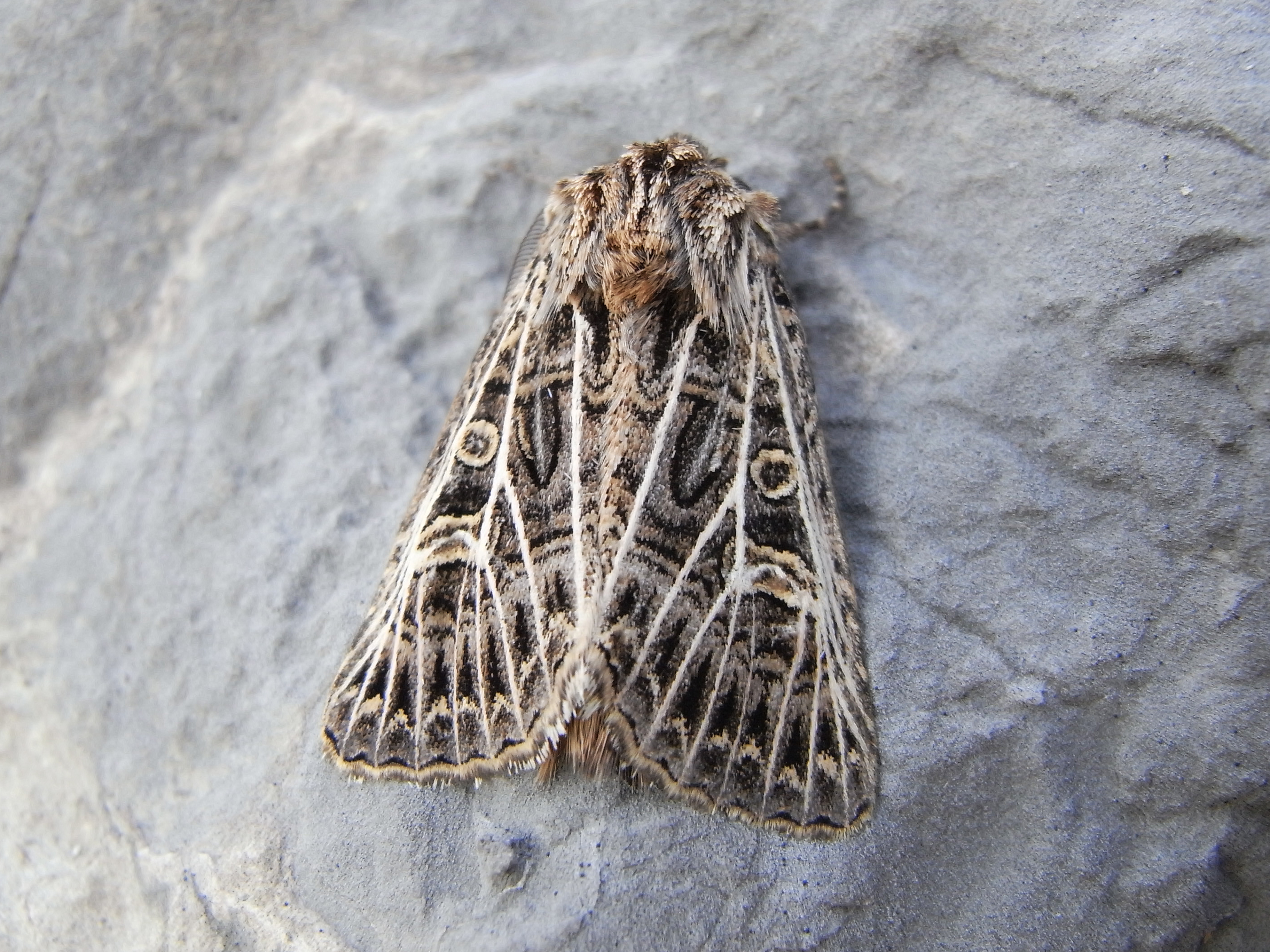 28052013120819 799 art 610 20052013190236 629 art 610 24226 fj amaro 1109a