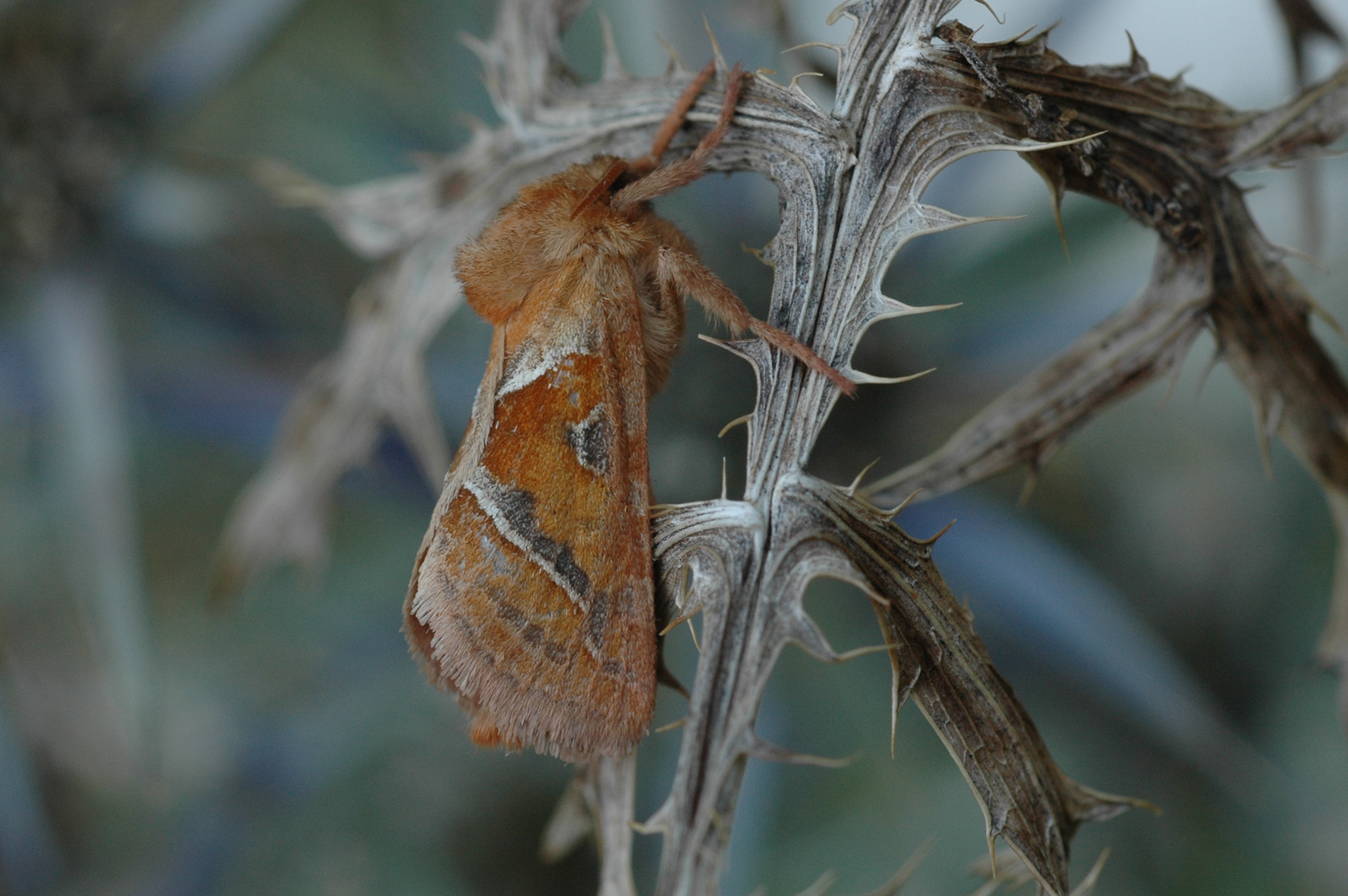 28052013191722 801 art 678 triodia sylvina