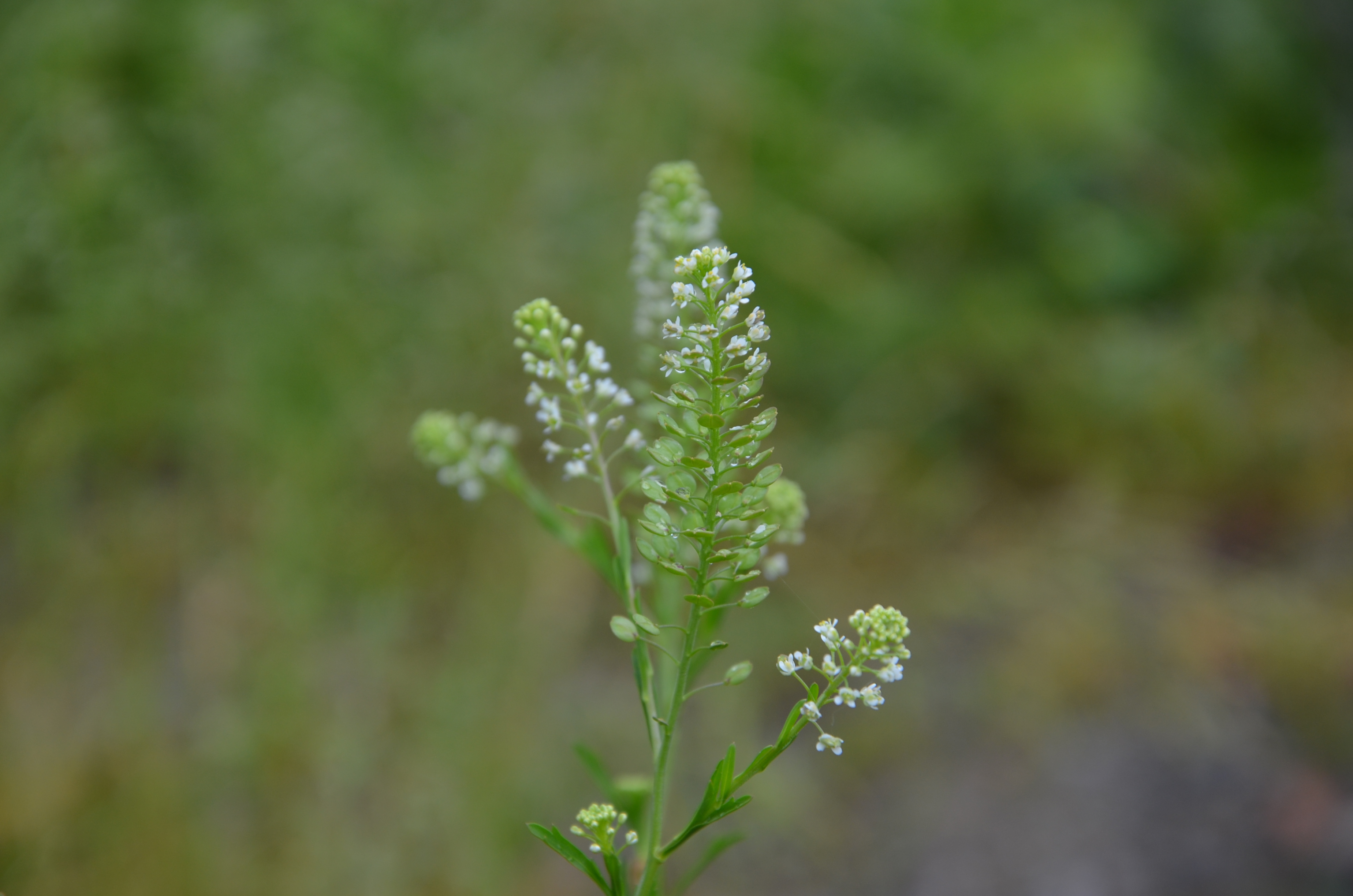 28052014123037 2413 art 1494 dsc 4902