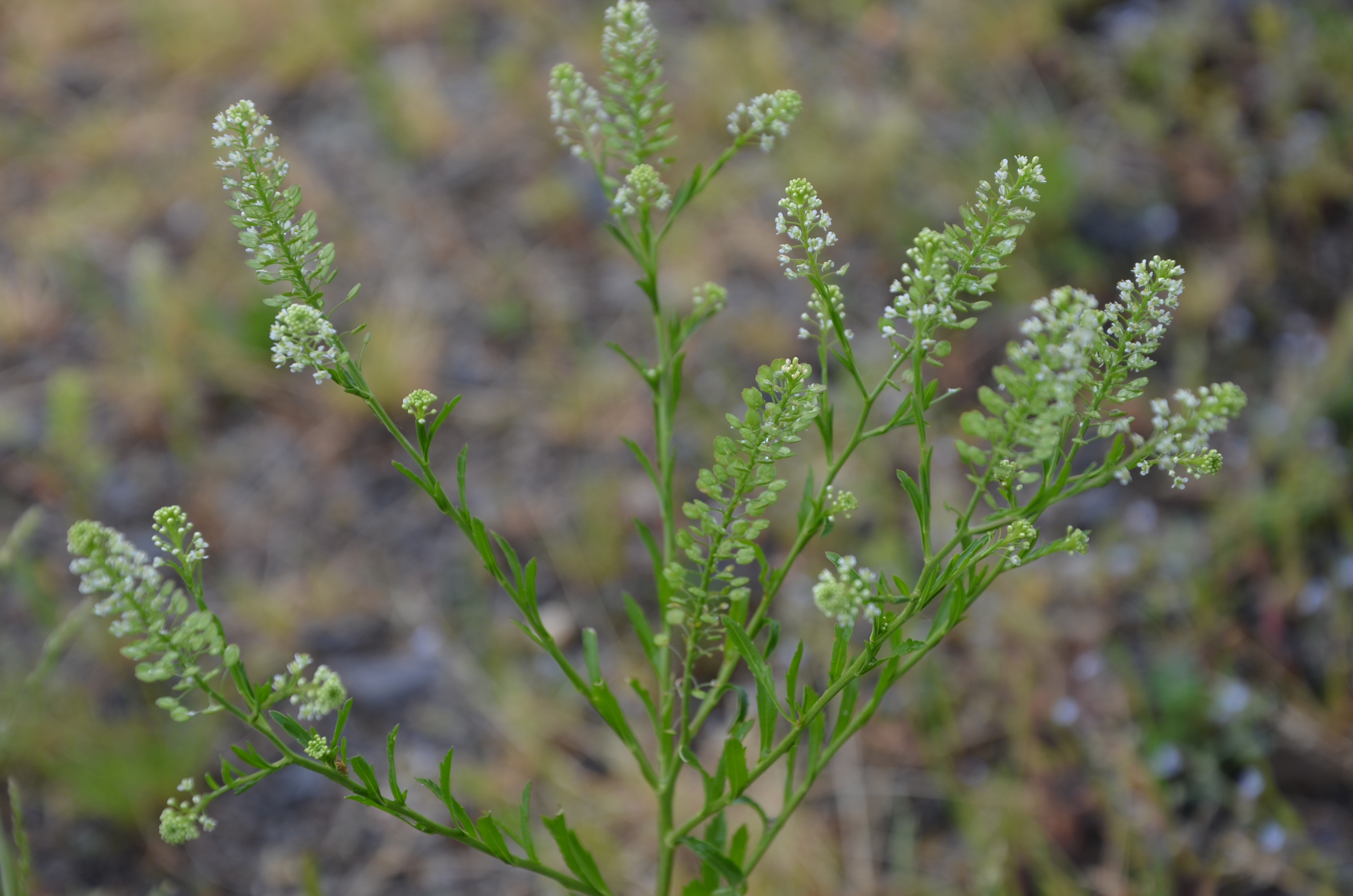 28052014123310 2414 art 1494 dsc 4905