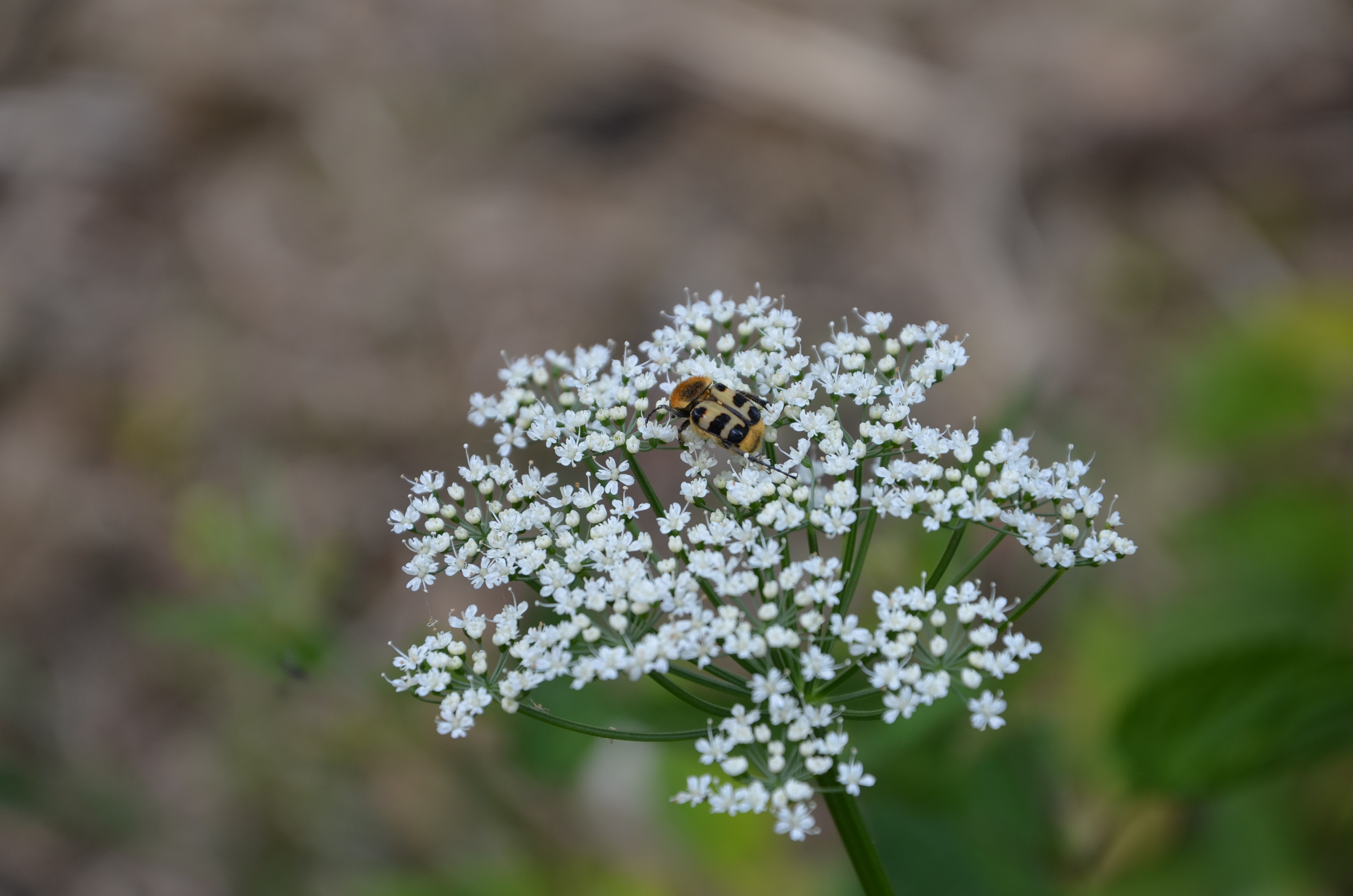 28052014124920 2415 art 1495 dsc 4770