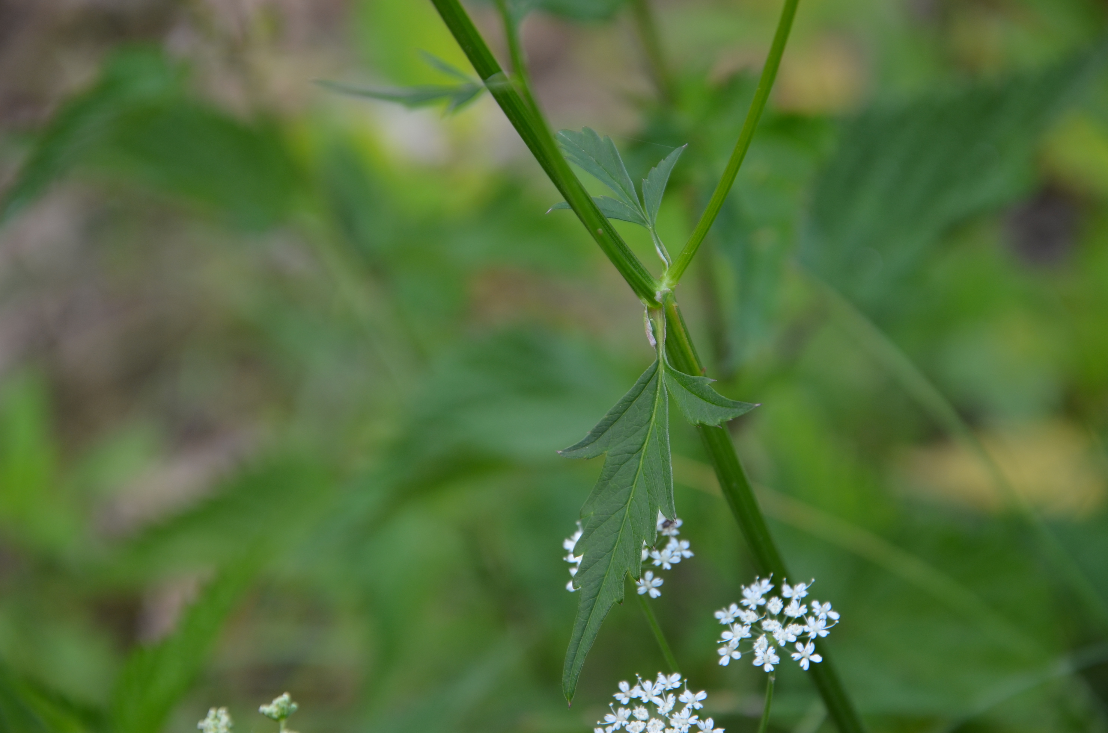 28052014125439 2416 art 1495 dsc 4771