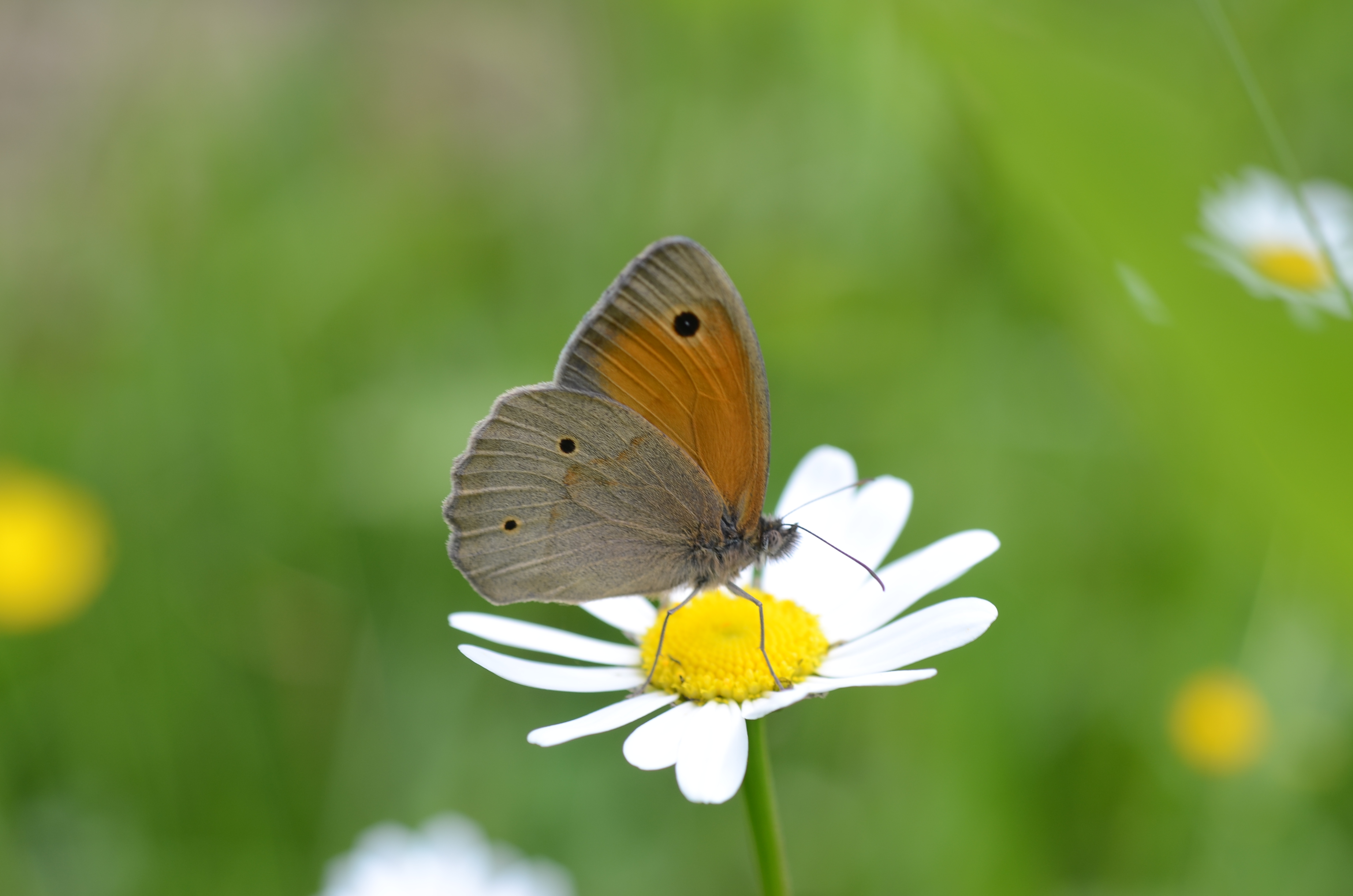 28052014131452 2417 art 846 dsc 4810