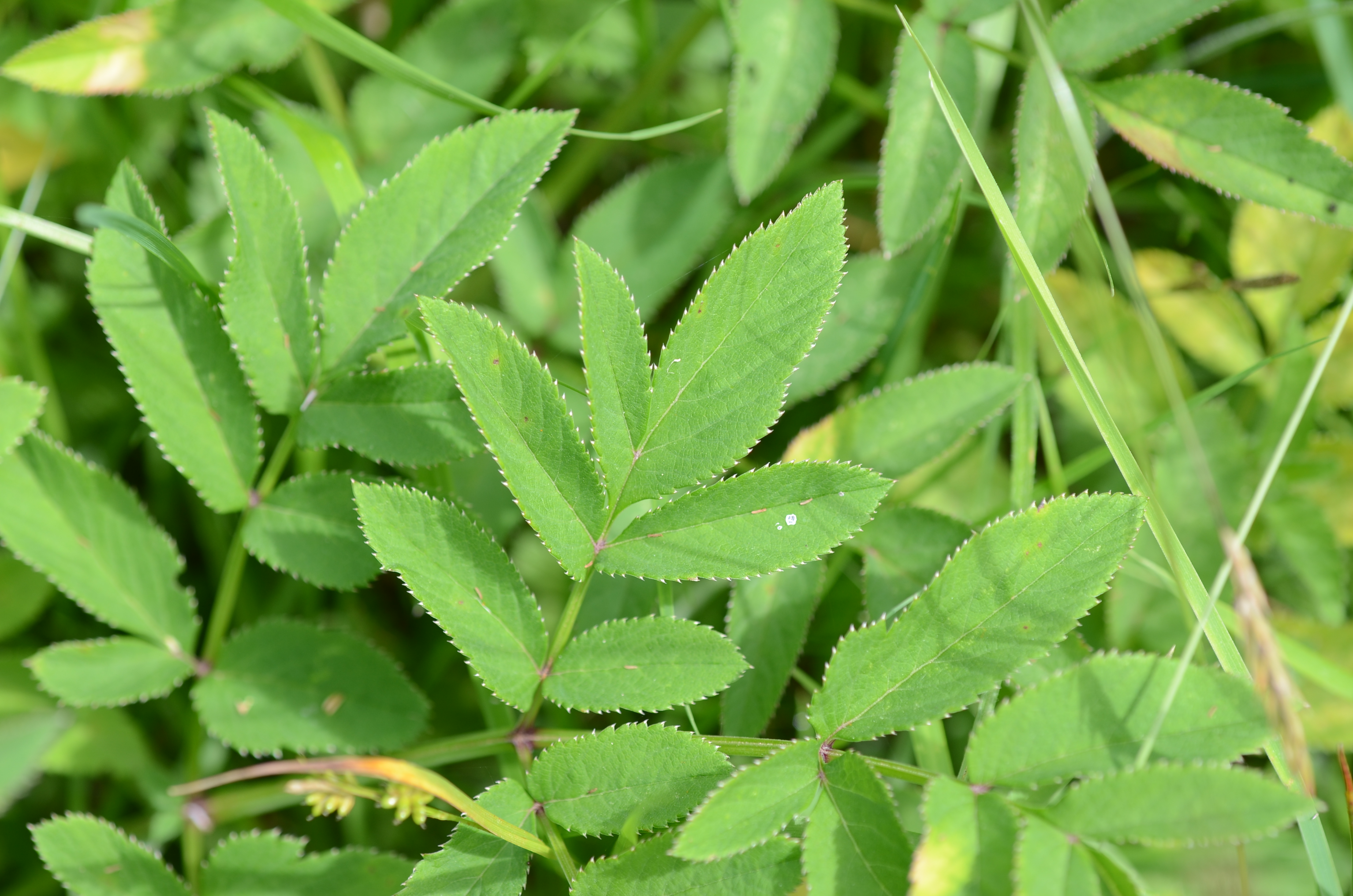 28052014134352 2418 art 1496 dsc 4816