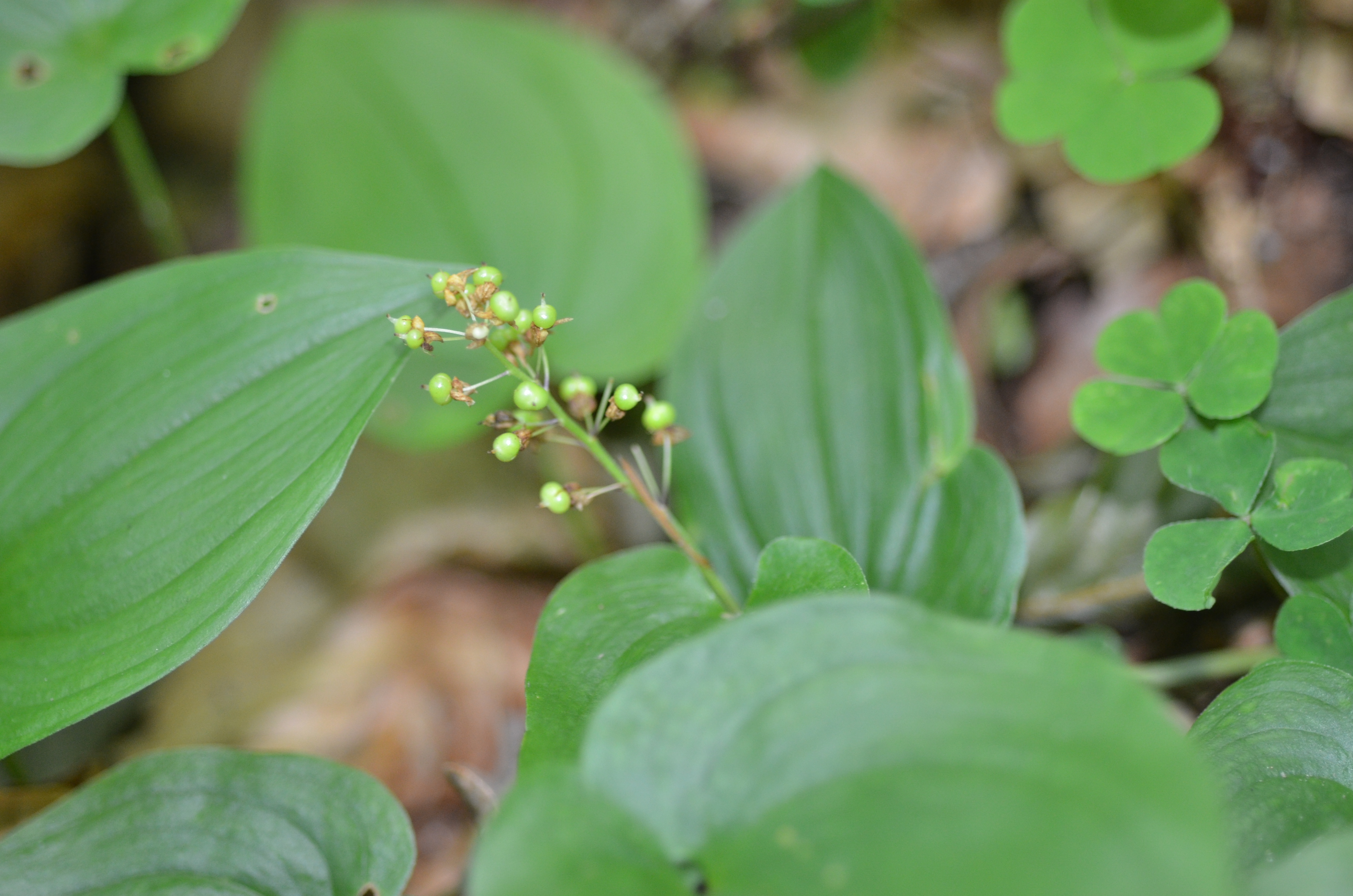 28052014135005 2419 art 477 dsc 4885