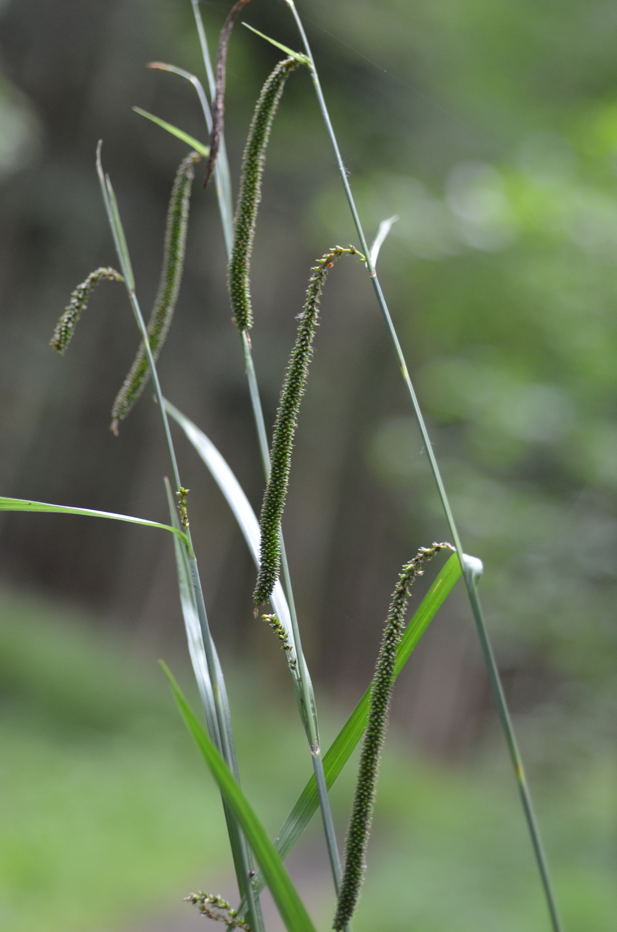 28052014140359 2420 art 1497 dsc 4891