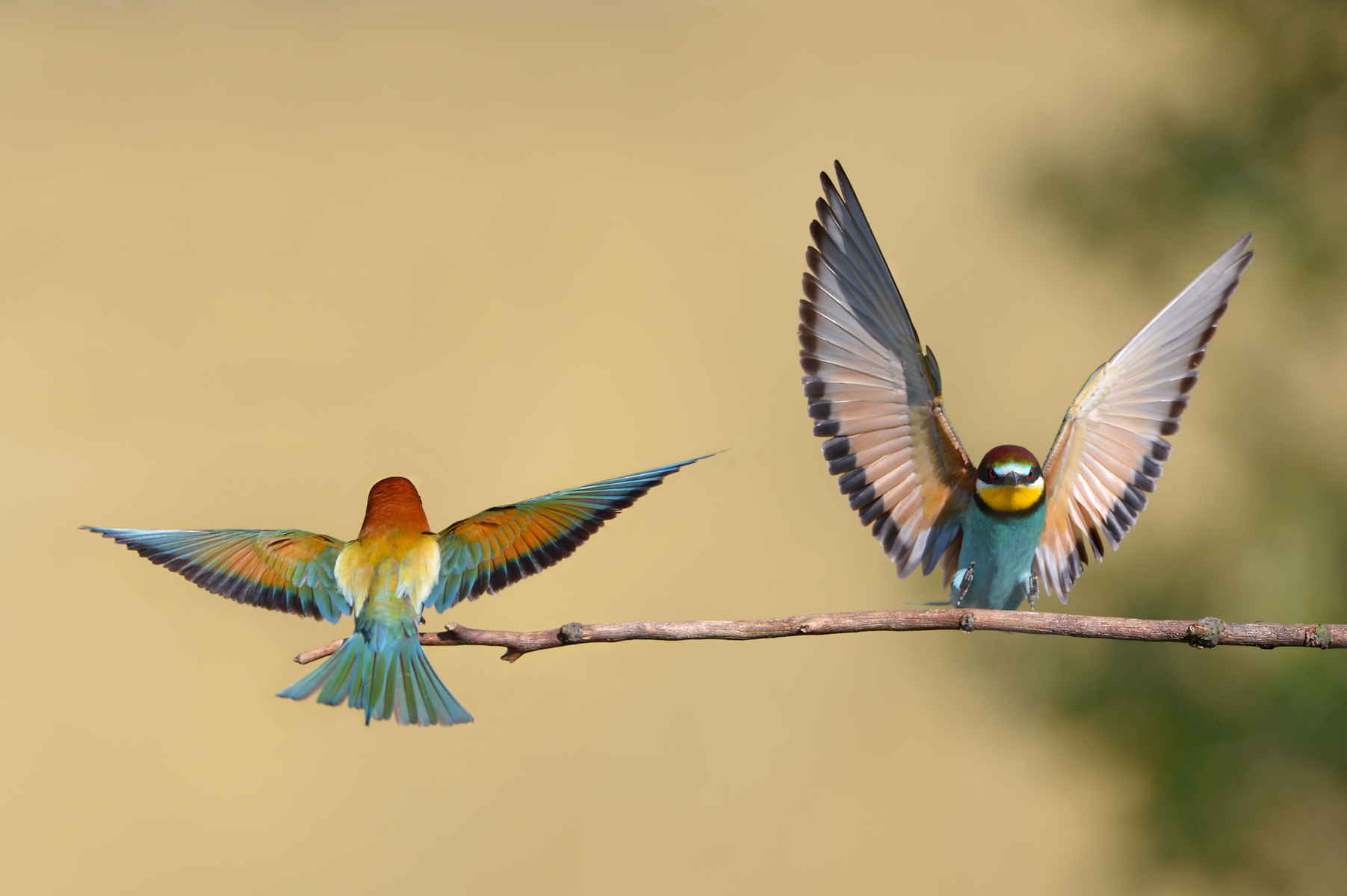 28052014145158 2423 art 1499 bienenfresser anflug 21.05.2014