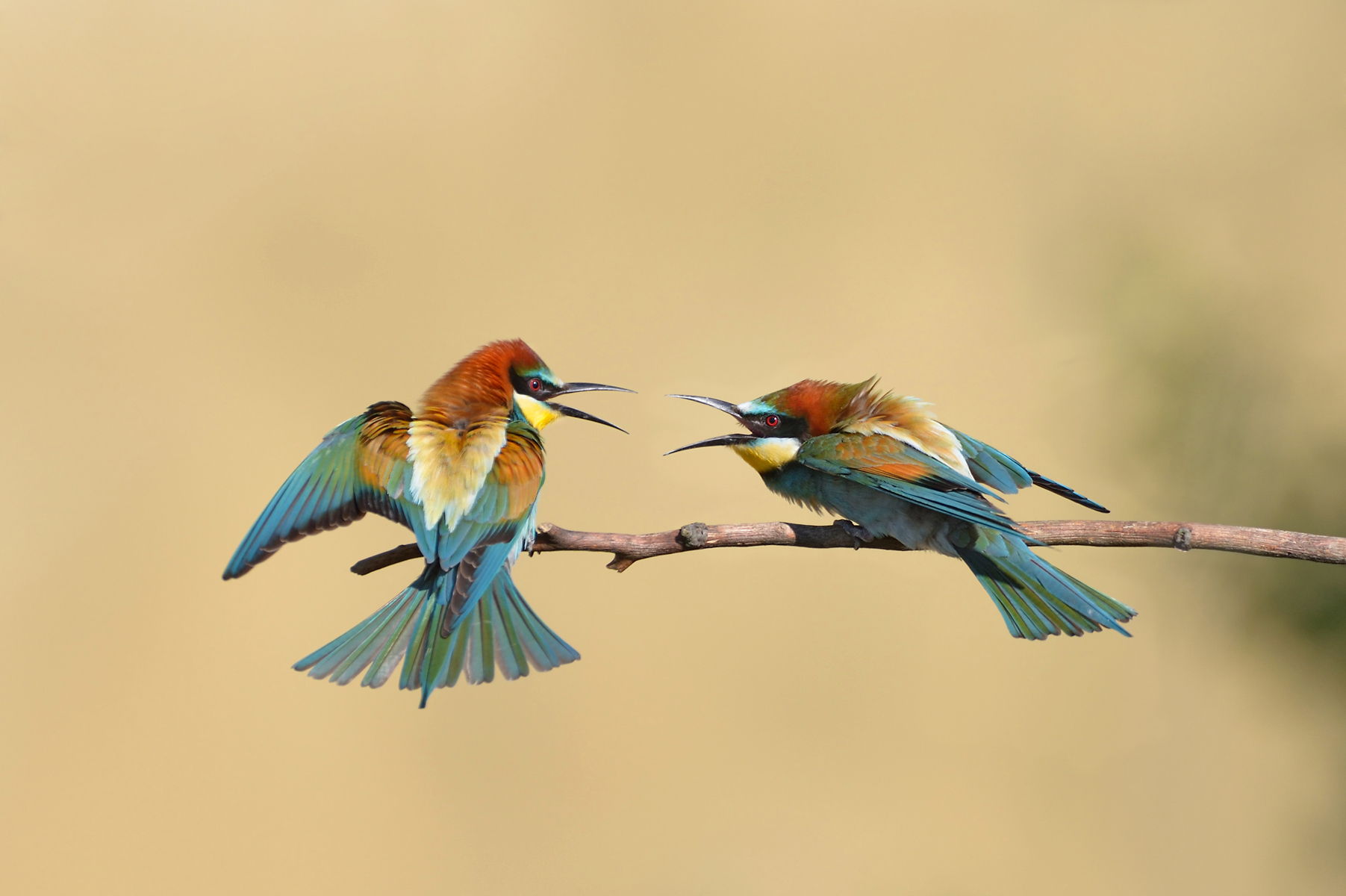 28052014145443 2424 art 1499 bienenfresser streit 21.05.2014