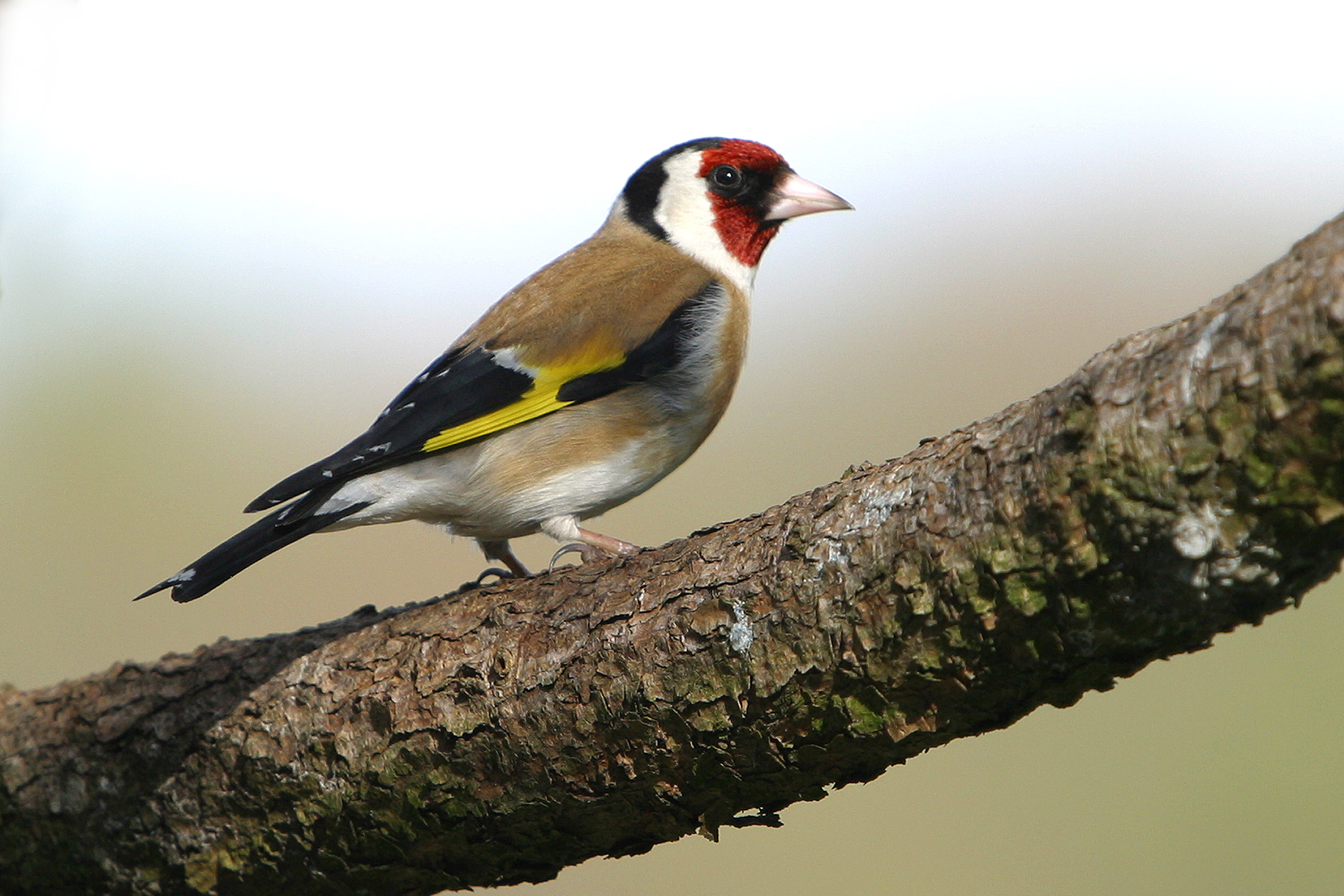 28052014151228 2426 art 962 img 9453stig