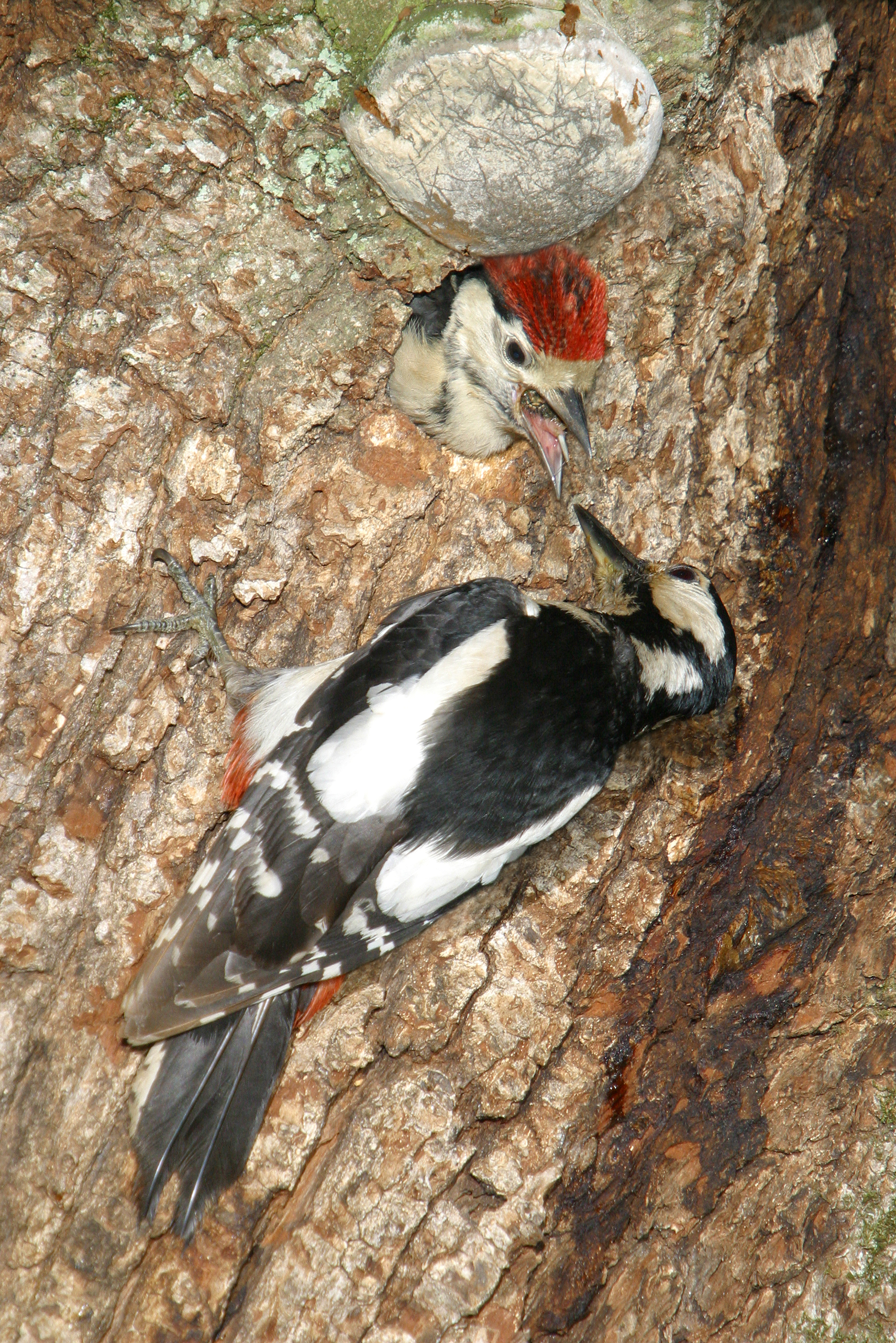 28052014152619 2427 art 1501 img 6862