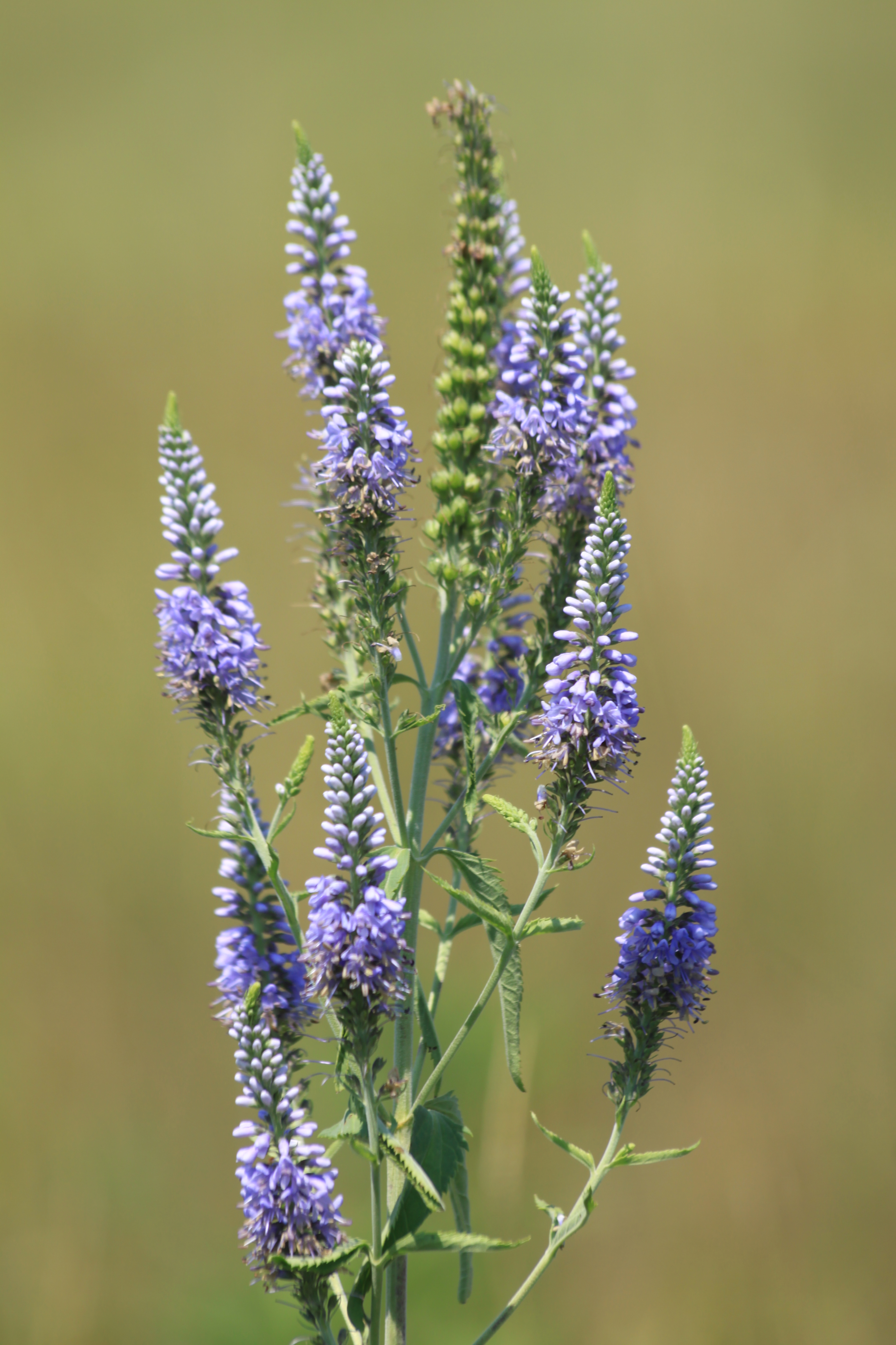 28072013211108 1200 art 1056 veronica longifolia pseudolysimachion longifolium deutsch bieling 88 9