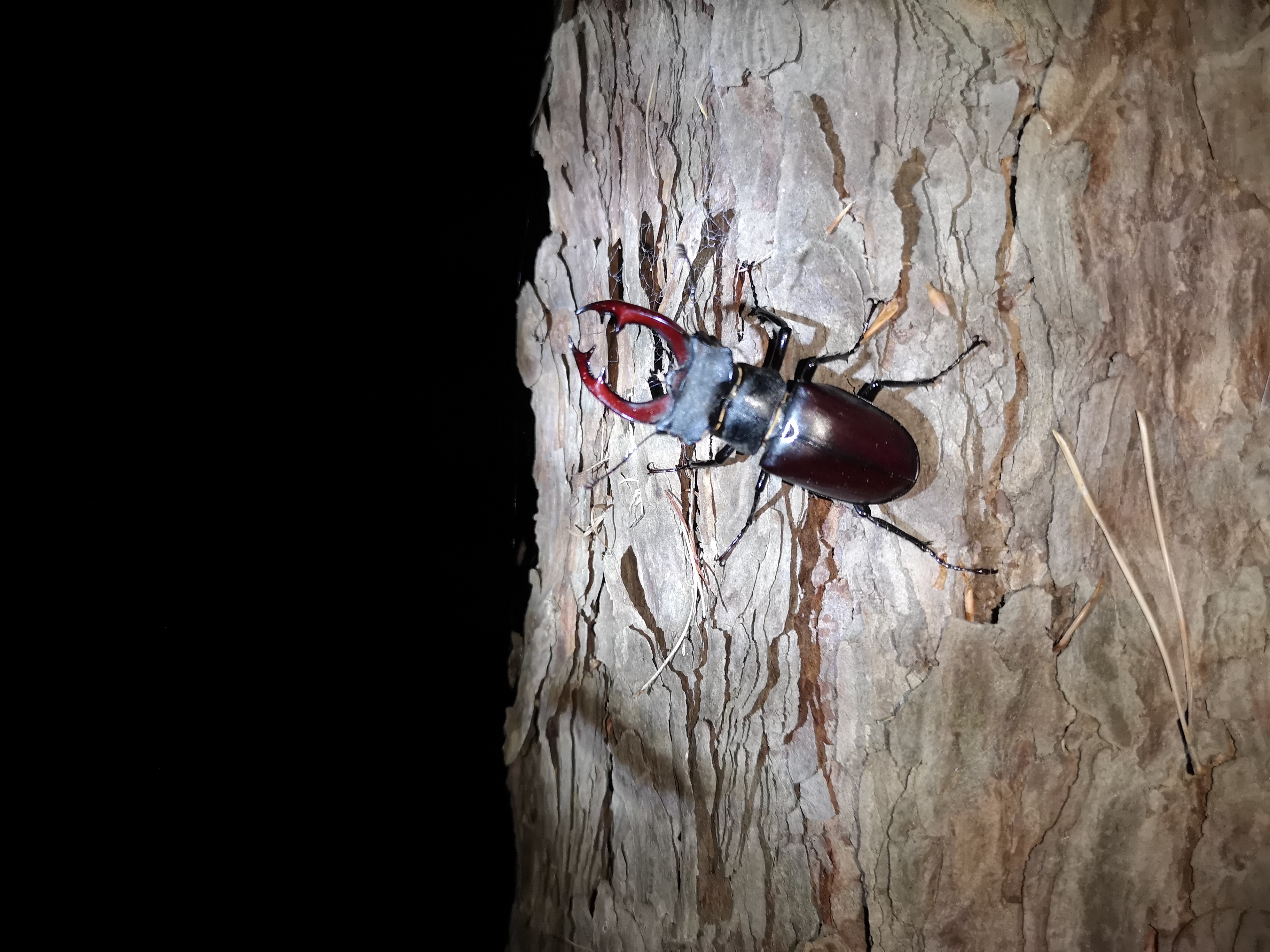 28072019102747 3853 art 174 img 20190726 230615