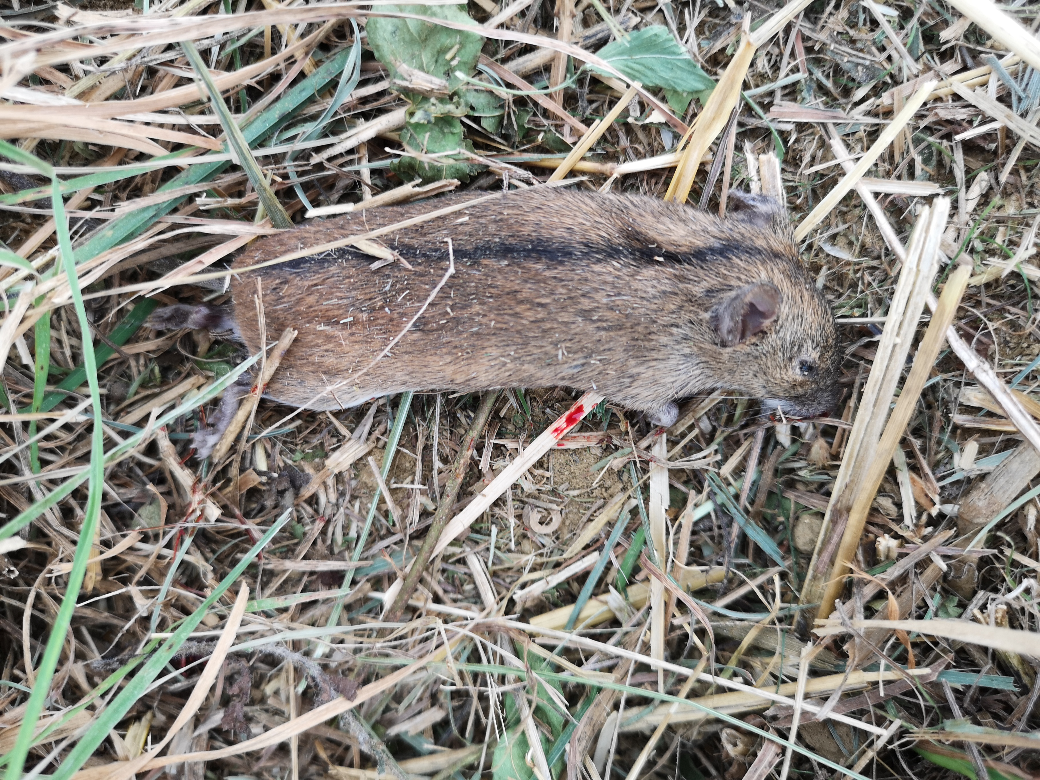 28072019104242 3854 art 2286 img 20190726 171324