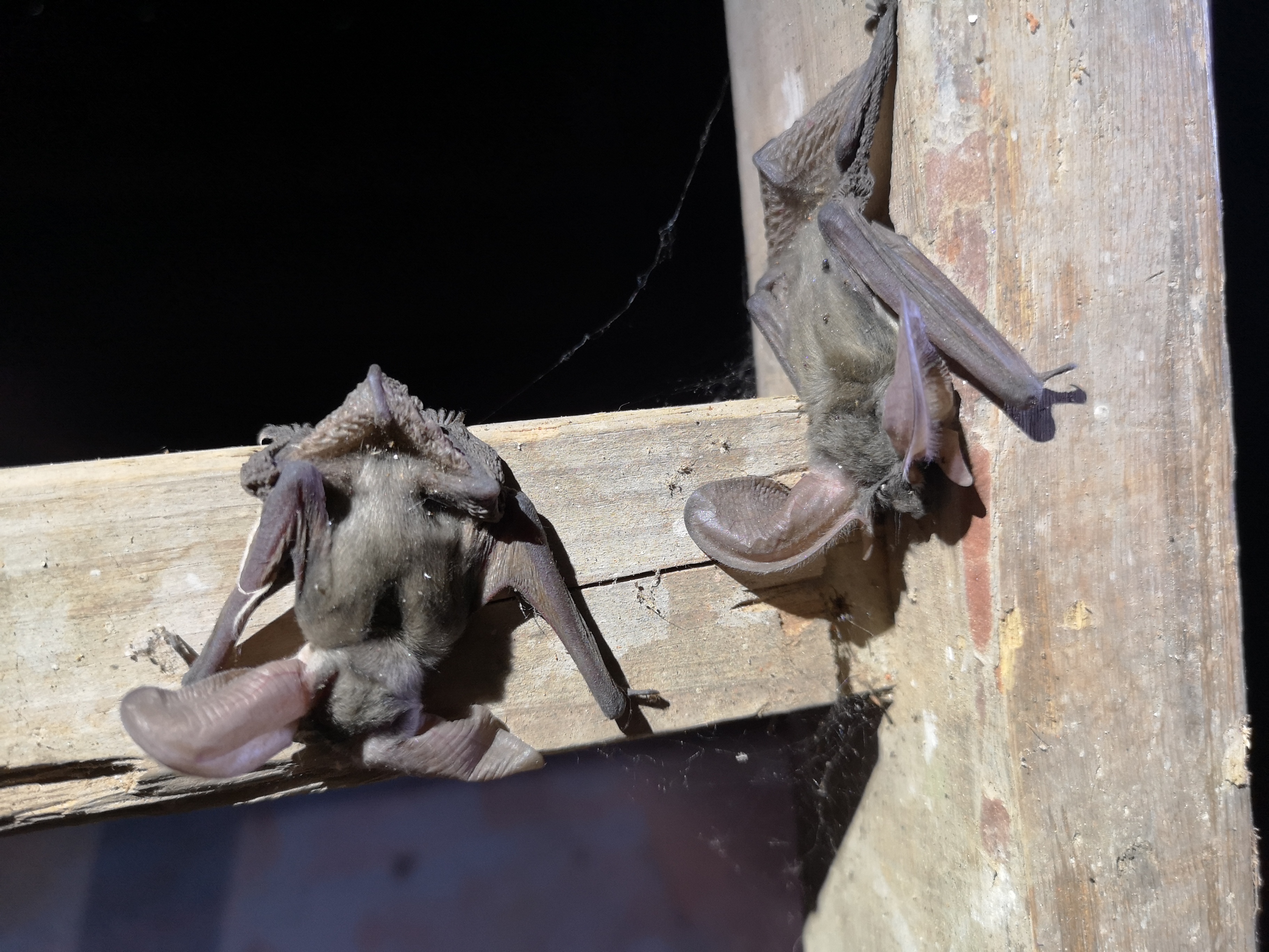 28072019105455 3856 art 622 img 20190711 112605