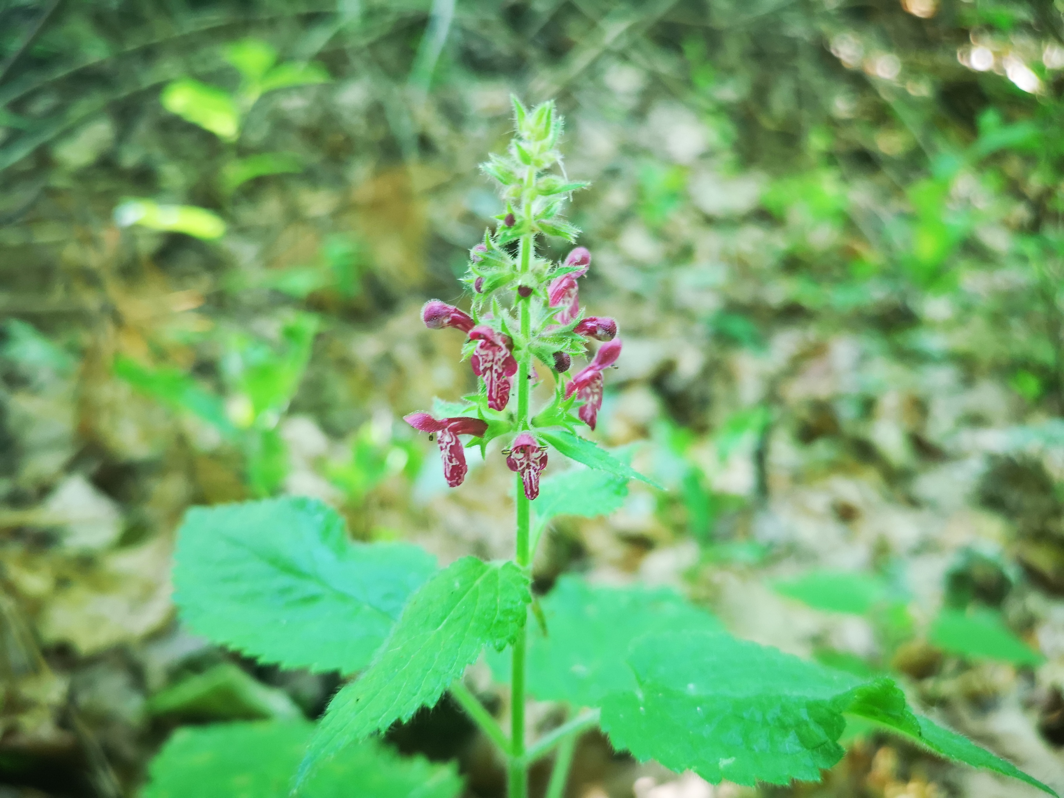 28072019114358 3859 art 319 img 20190612 091119