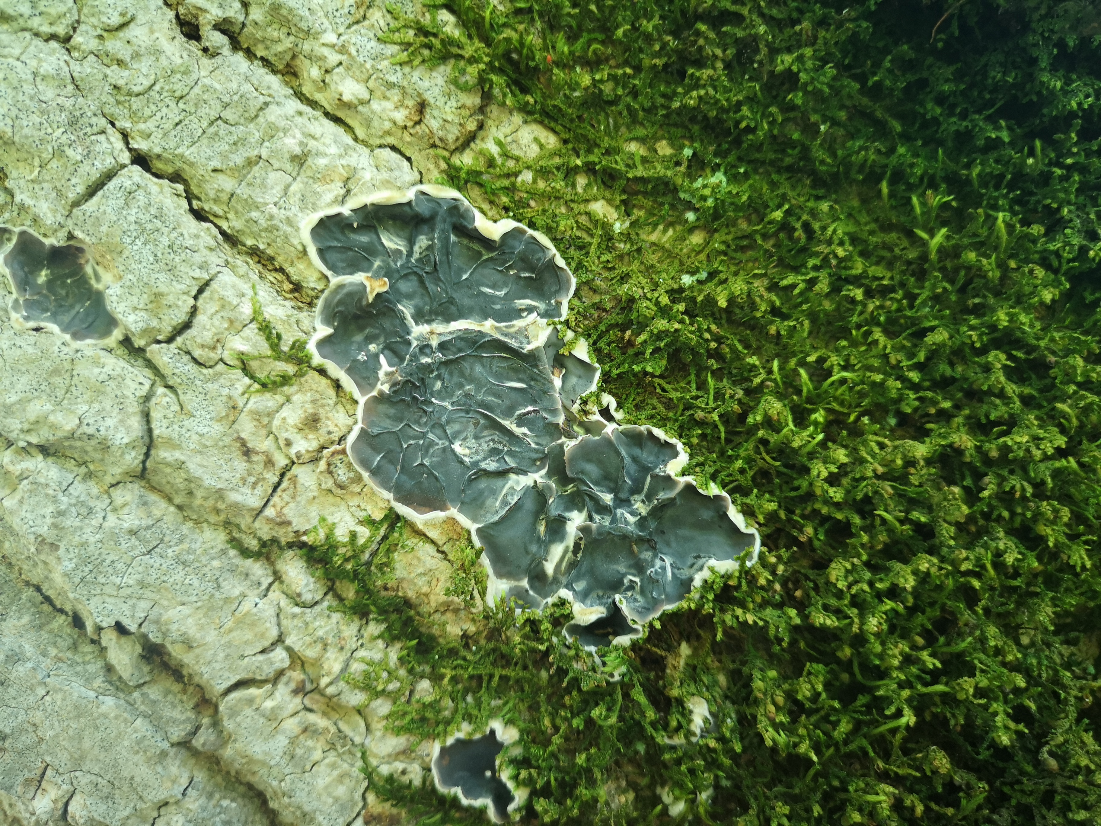 28072019115133 3860 art 1917 img 20190607 120118