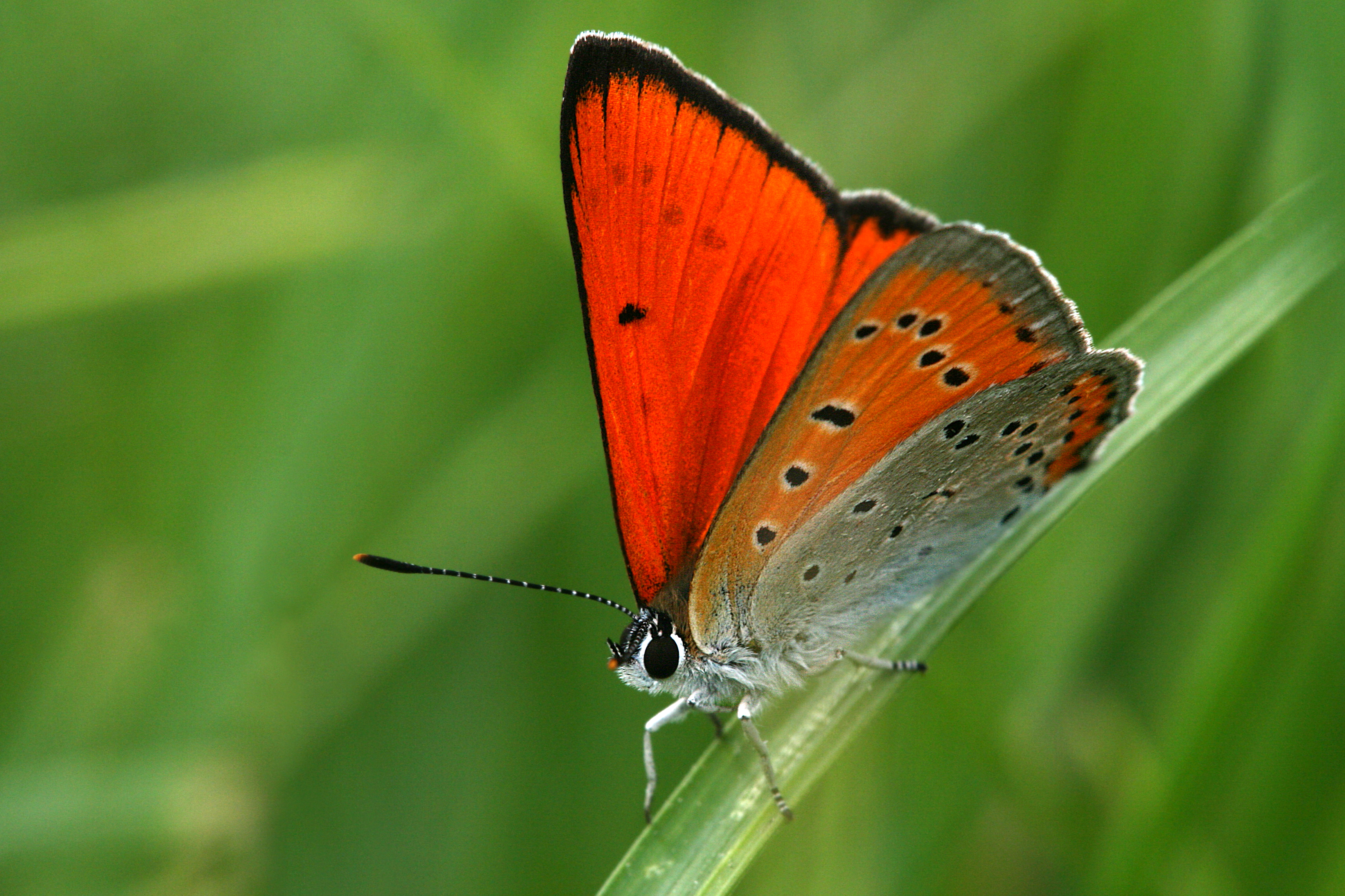 28082013013618 1661 art 816 lycaena dispar groser feuerfalterm3.3