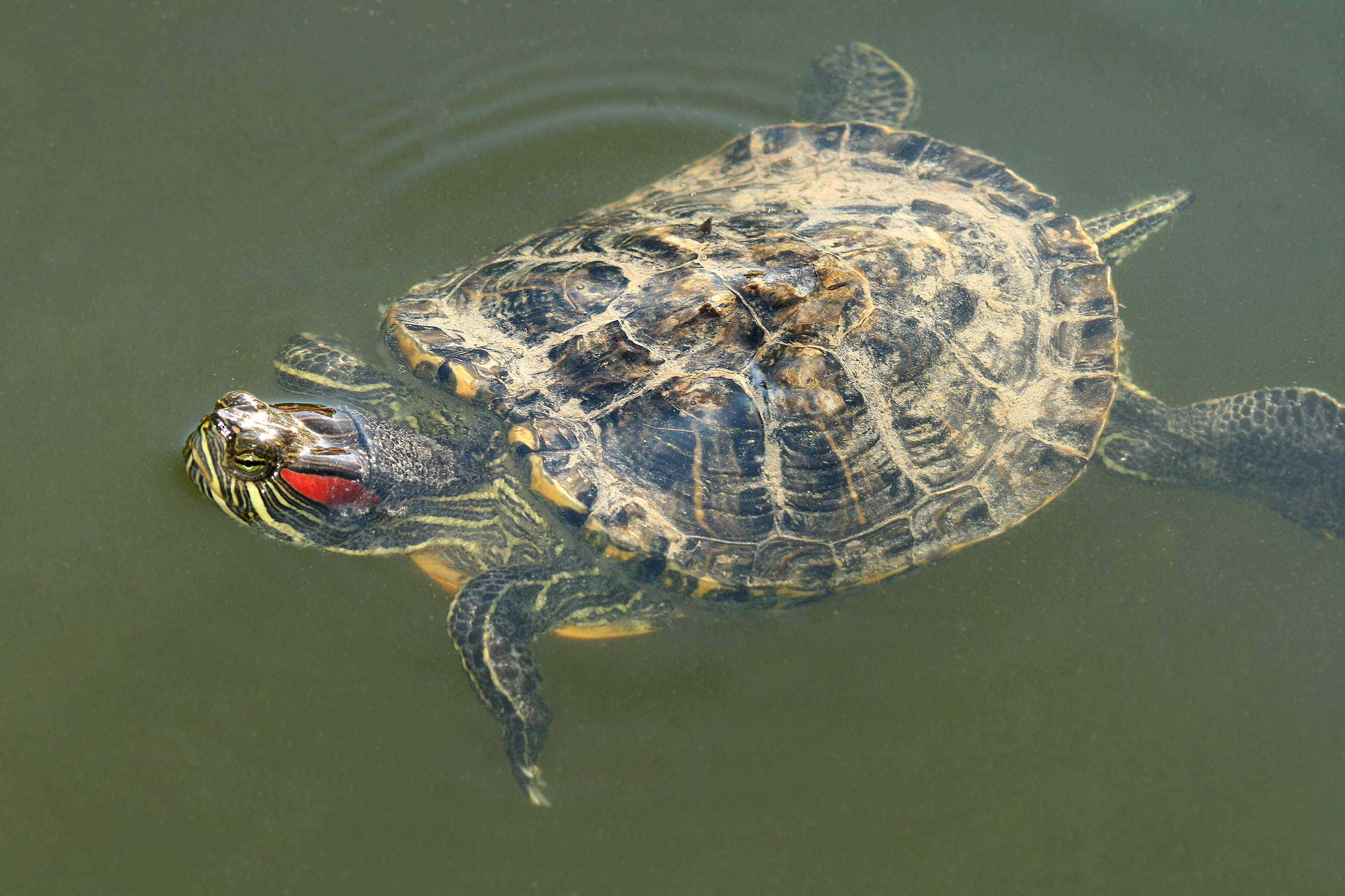 28082013015516 1663 art 1025 trachemys scripta elegans rotwangen schmuckschildkrote1.2