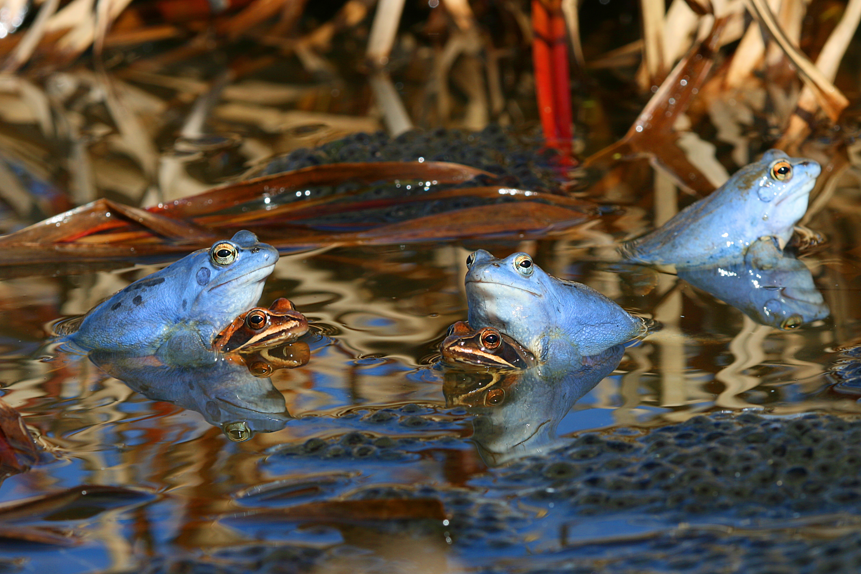 28082013020319 1666 art 1011 rana arvalis moorfrosch4.2