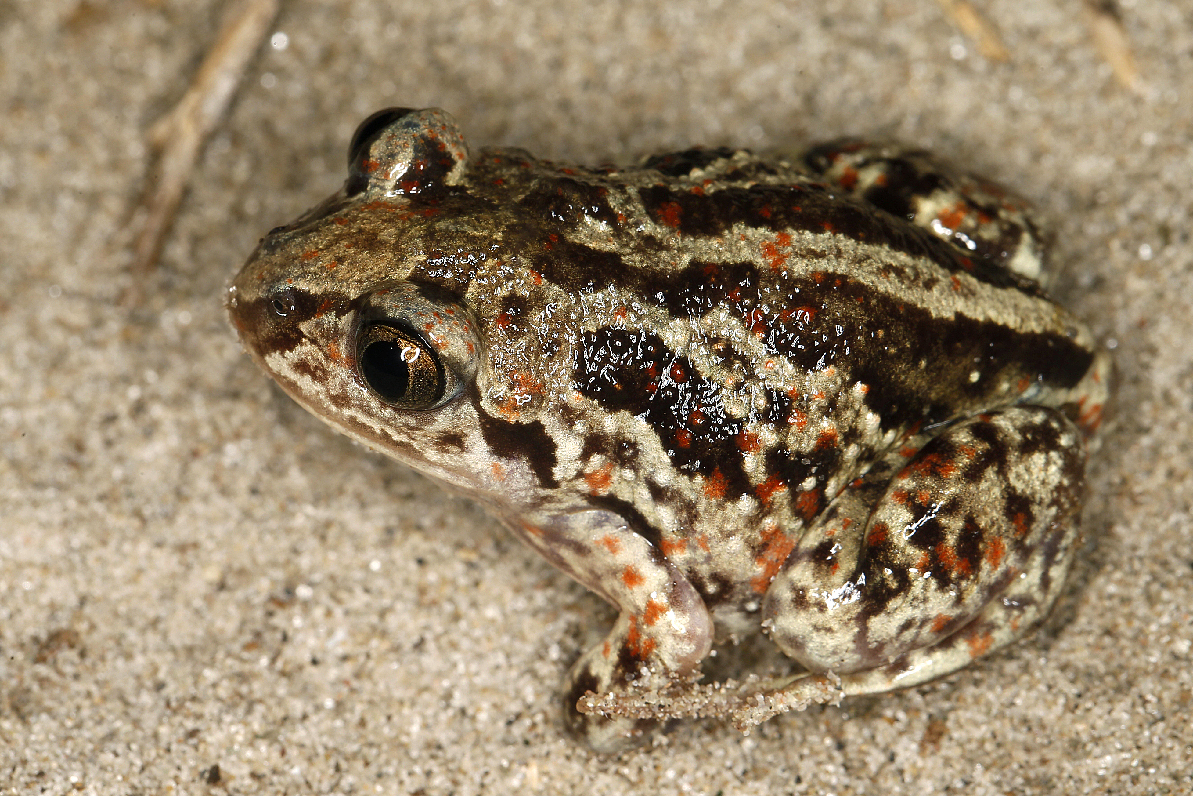 28082013021347 1667 art 1022 pelobates fuscus knoblauchkrote1.2