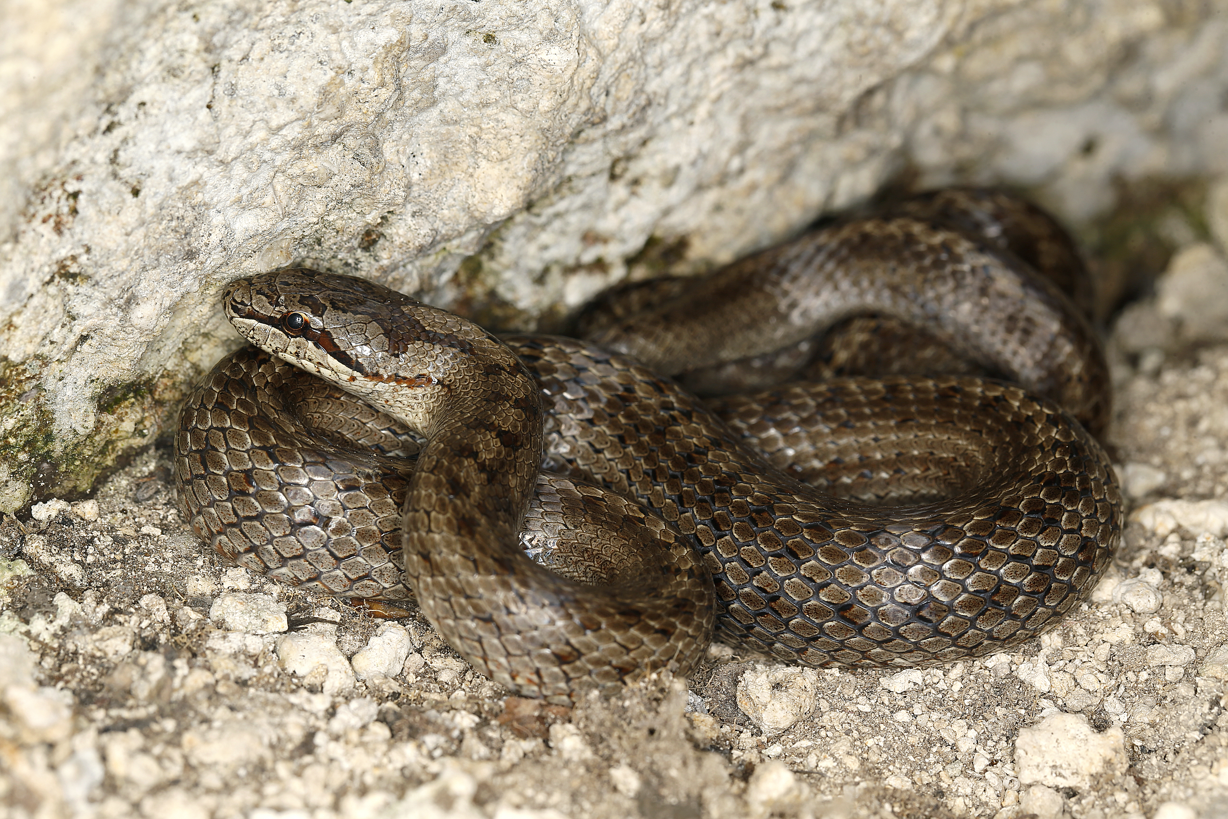 28082013022752 1668 art 934 coronella austriaca schlingnatter glattnatter1.2v