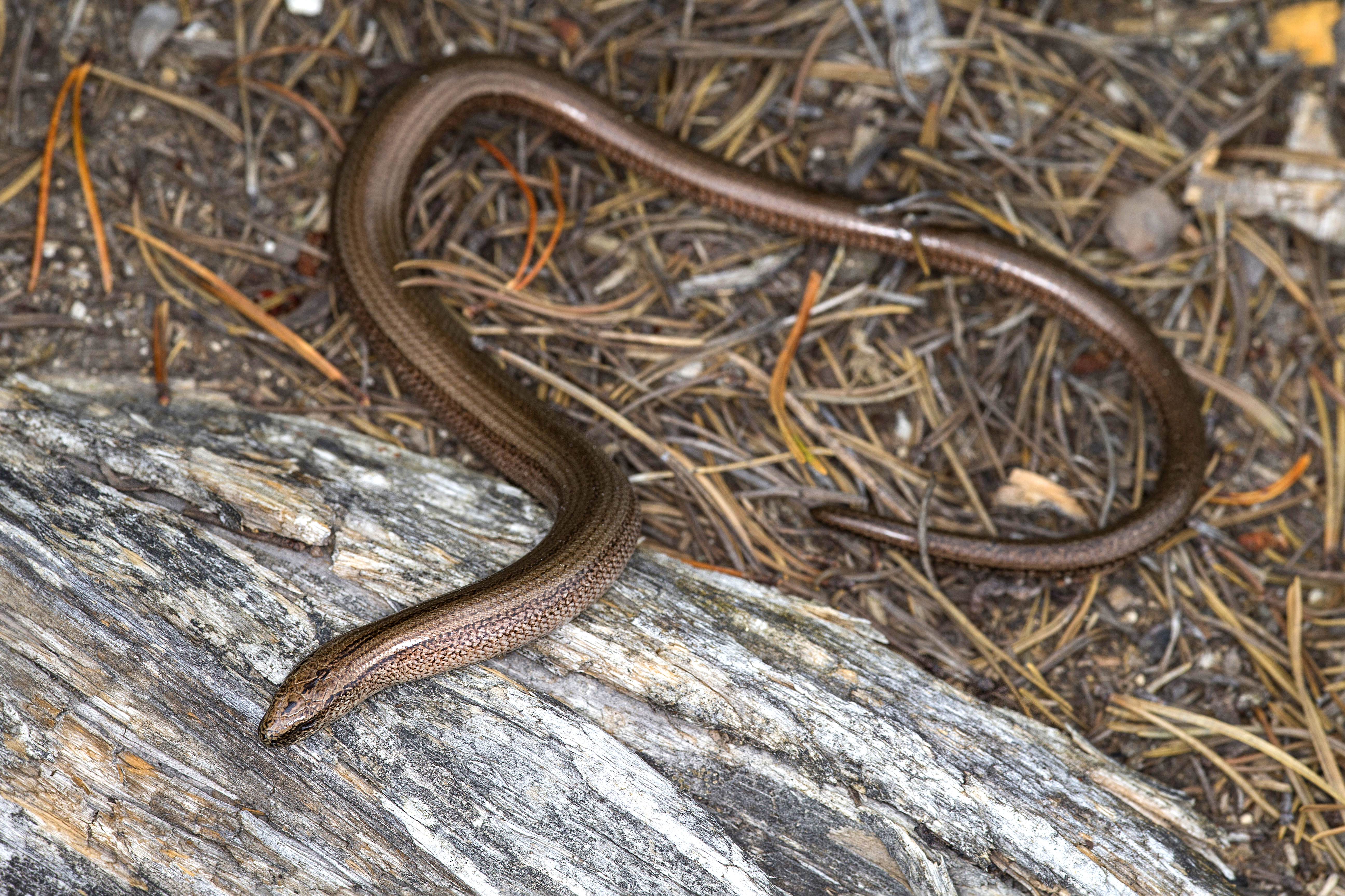 28082013023619 1670 art 936 anguis fragilis blindschleiche8.2