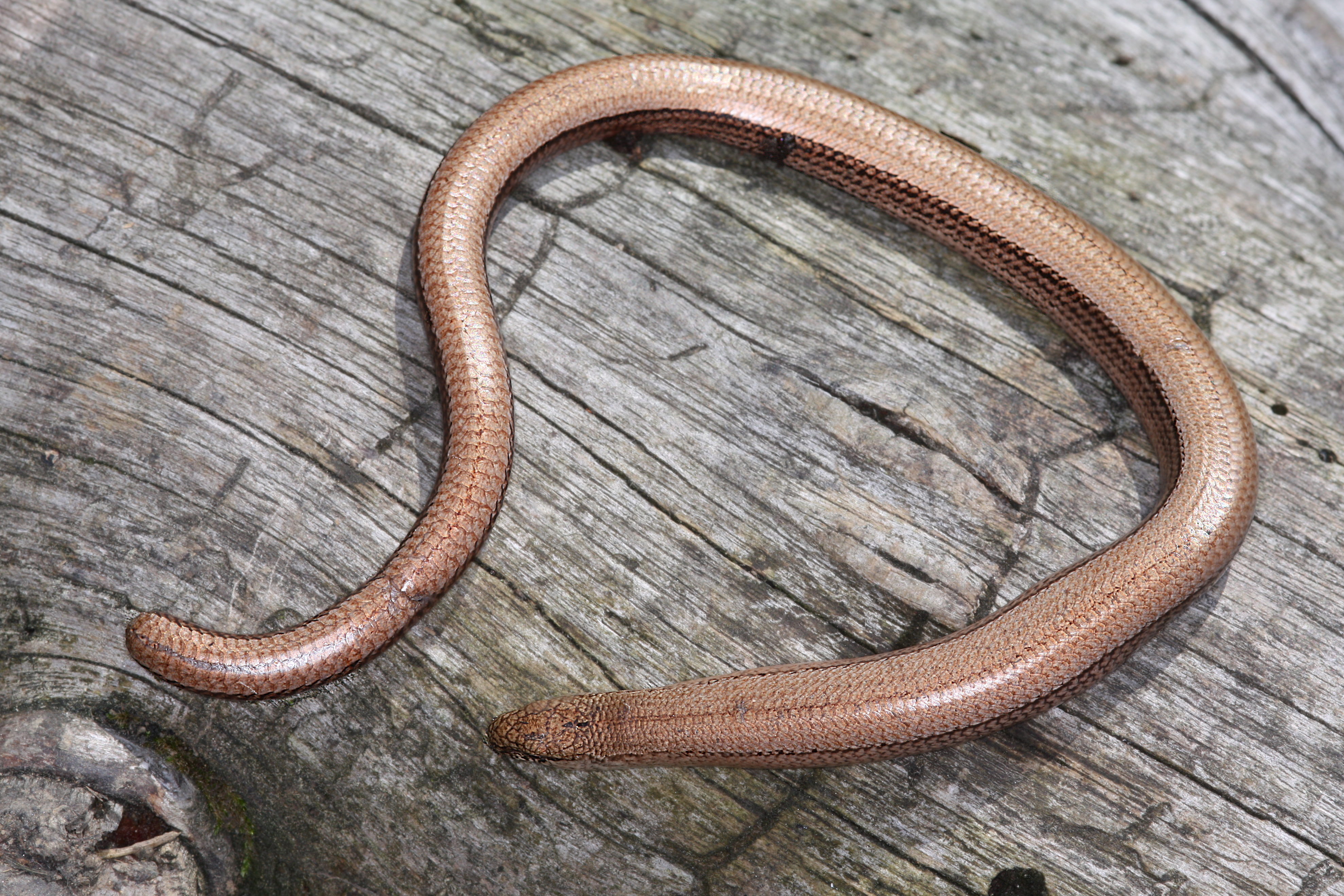 28082013023928 1671 art 936 anguis fragilis blindschleiche1.2