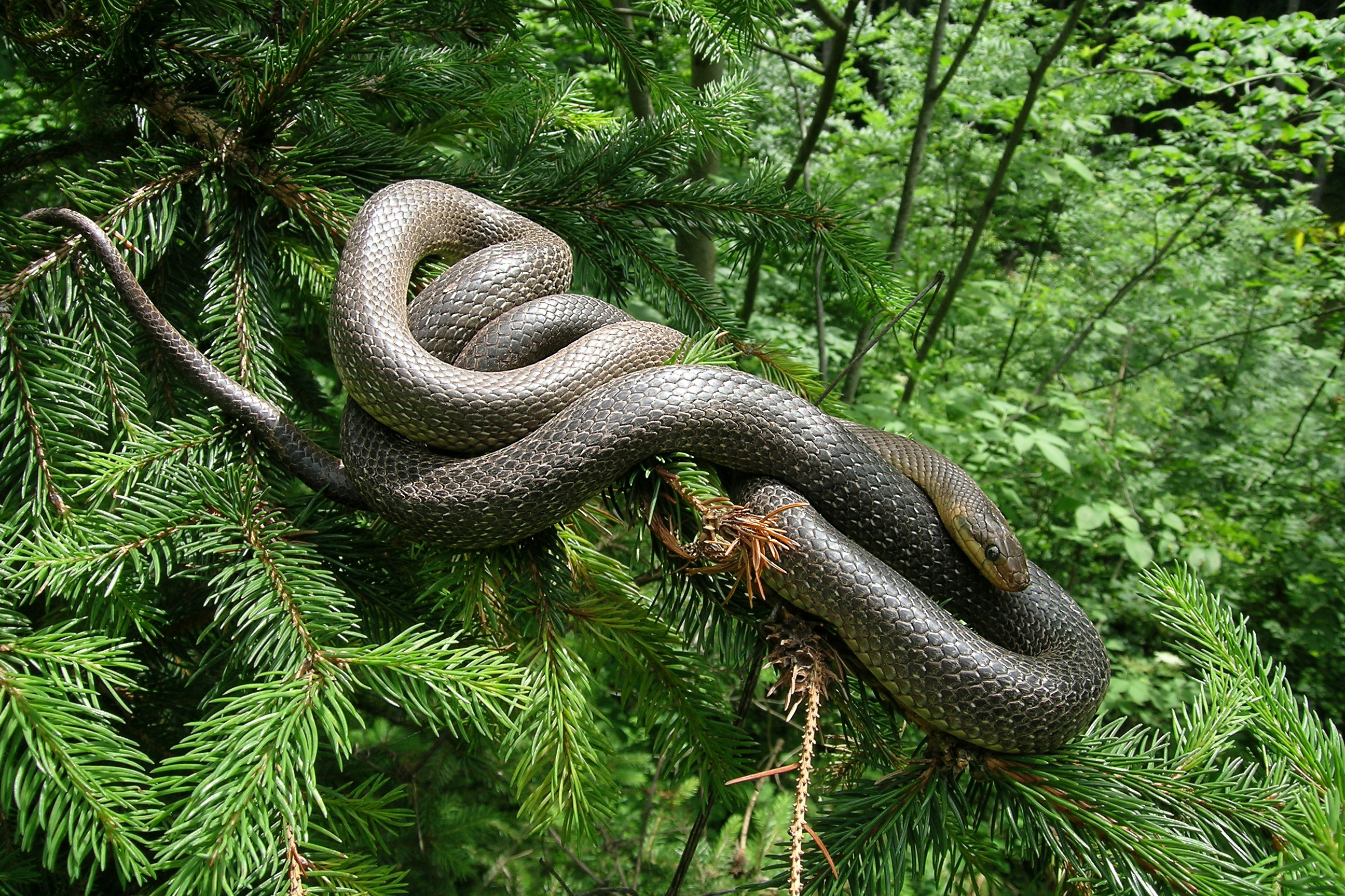 28082013024359 1672 art 933 zamenis longissima Askulapnatter1.2