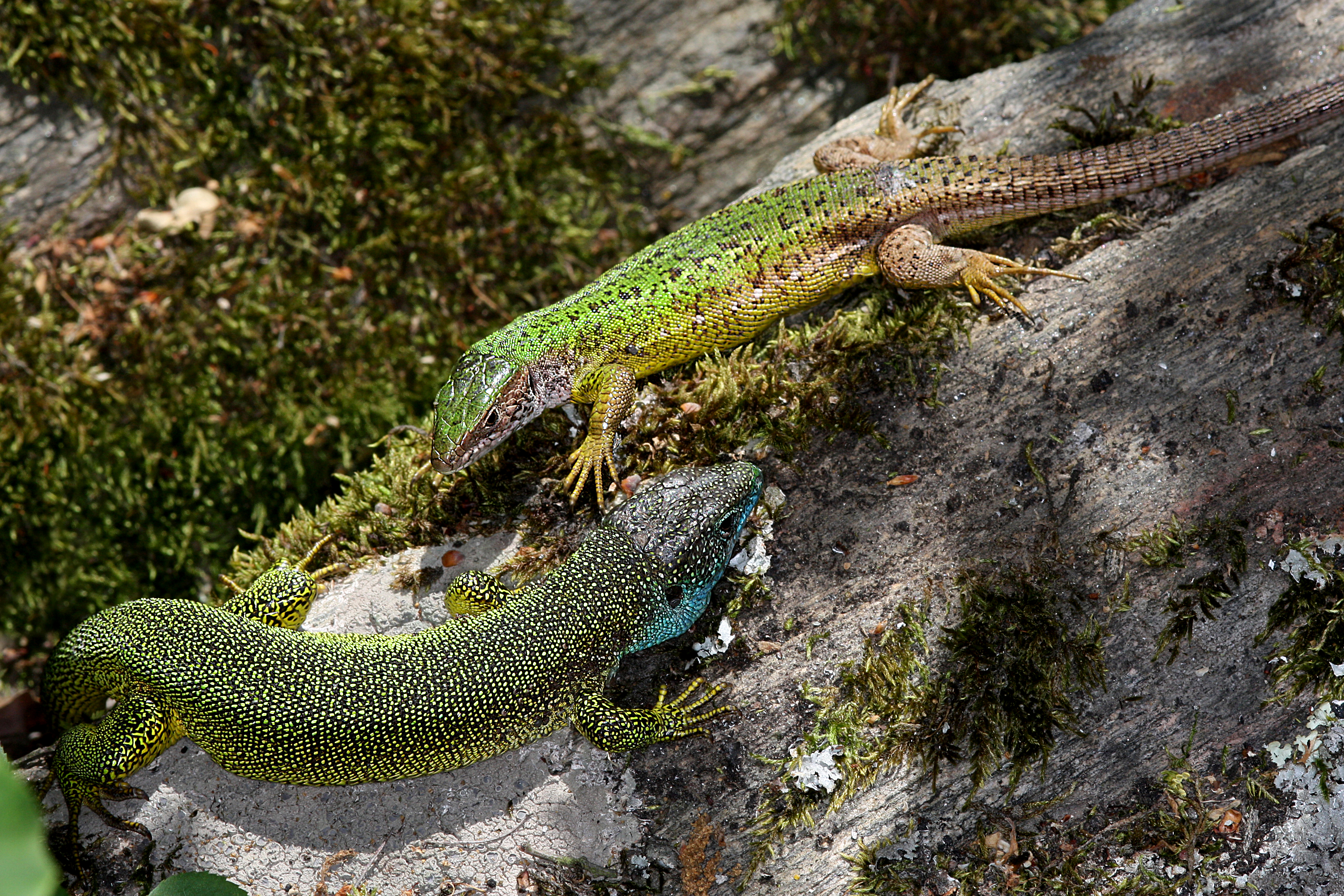 28082013035122 1673 art 937 lacerta viridis Ostliche smaragdeidechse1.2