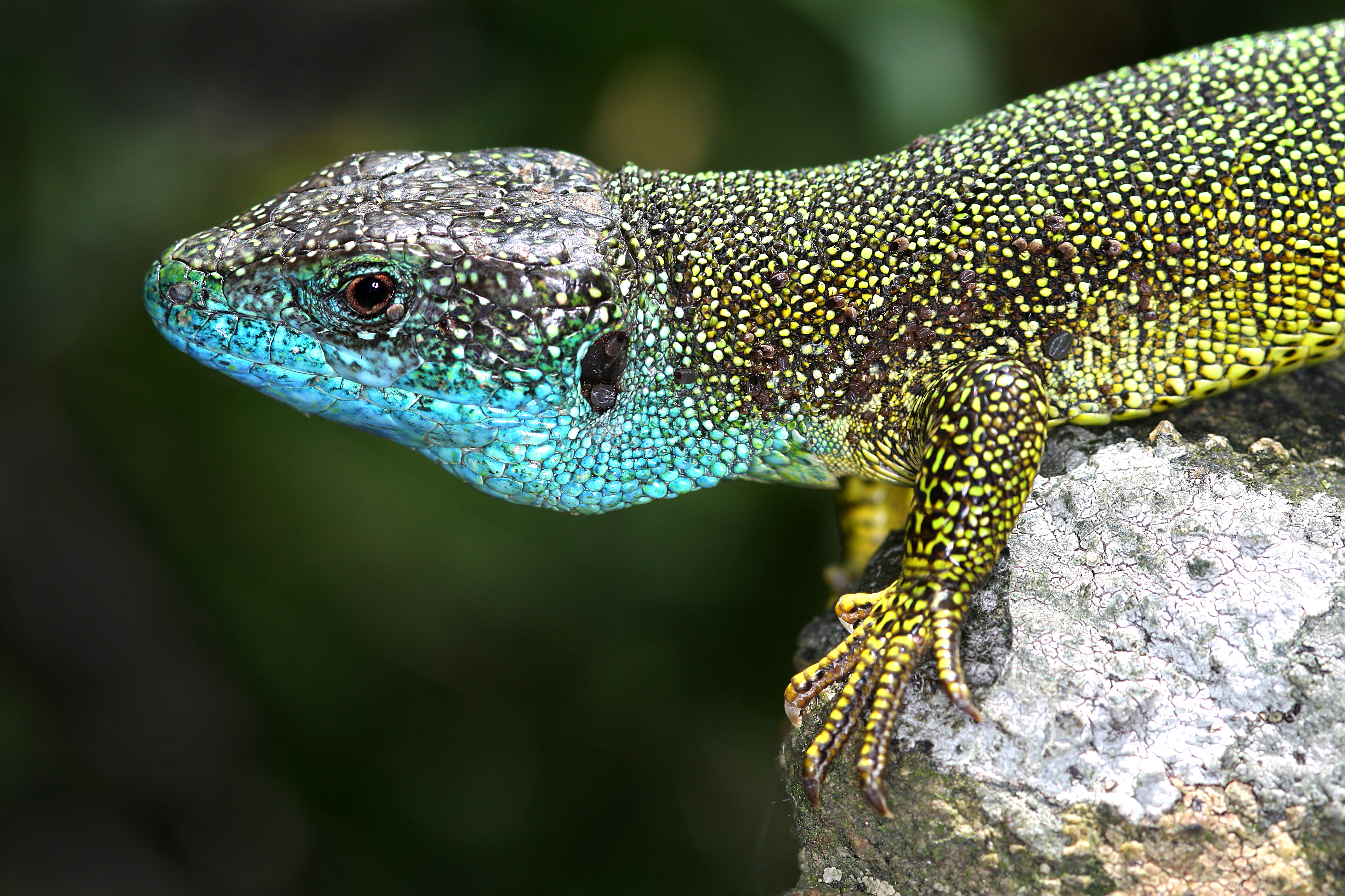 28082013035354 1674 art 937 lacerta viridis Ostliche smaragdeidechse2.2