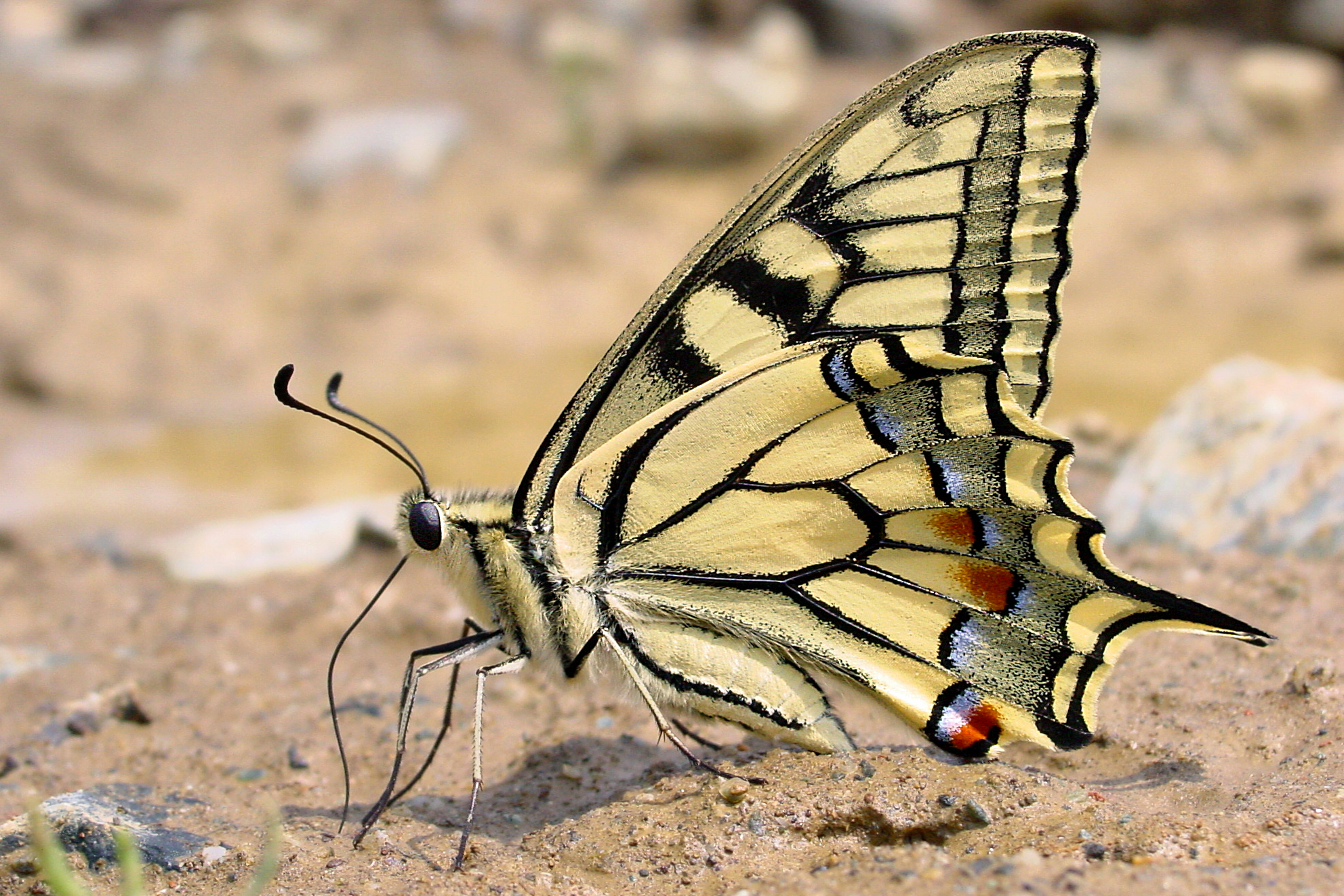 28082013035747 1676 art 1187 papilio machaon schwalbenschwanz1.2