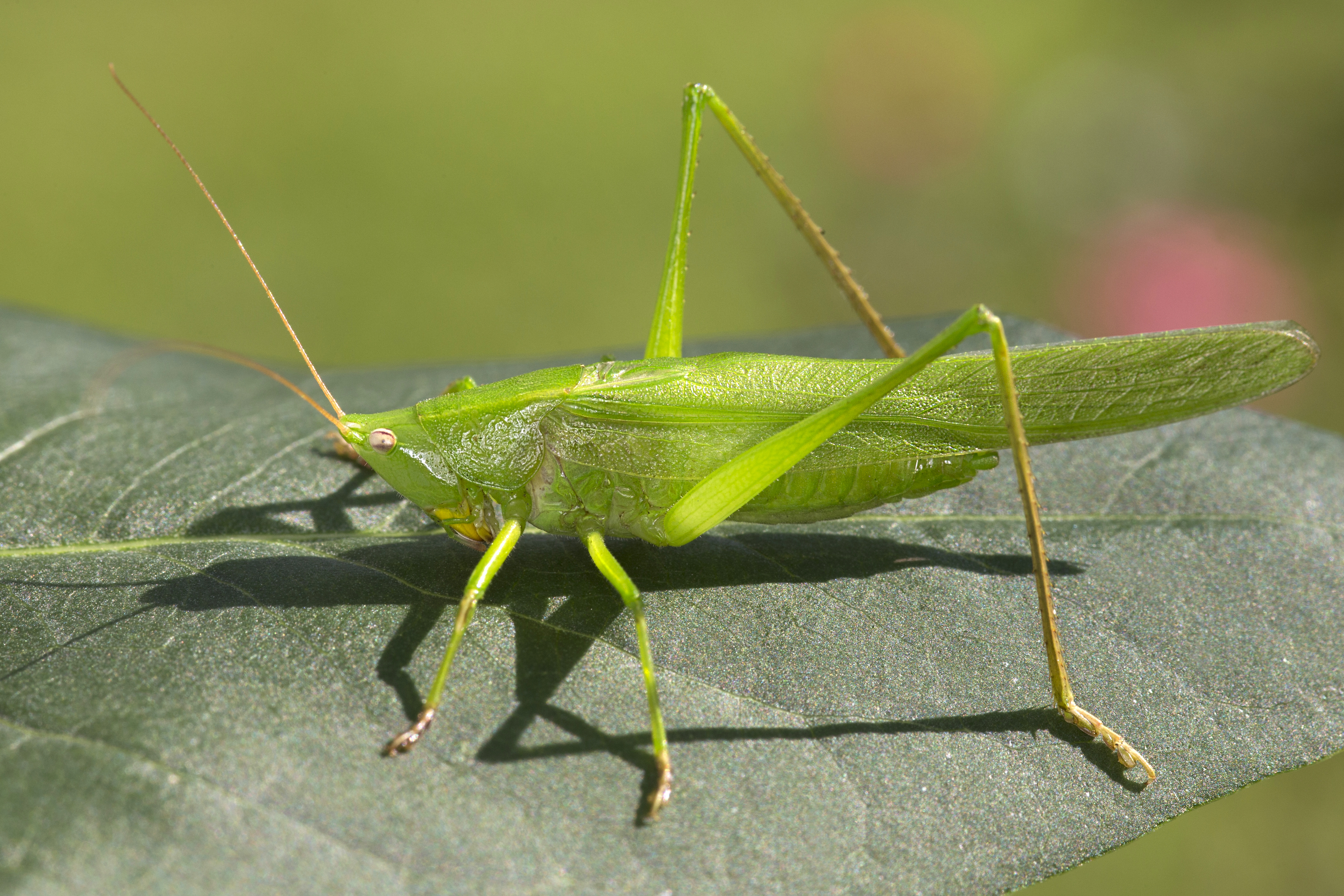 28082013041046 1679 art 862 ruspolia nitidula grose schiefkopfschreckem1.2