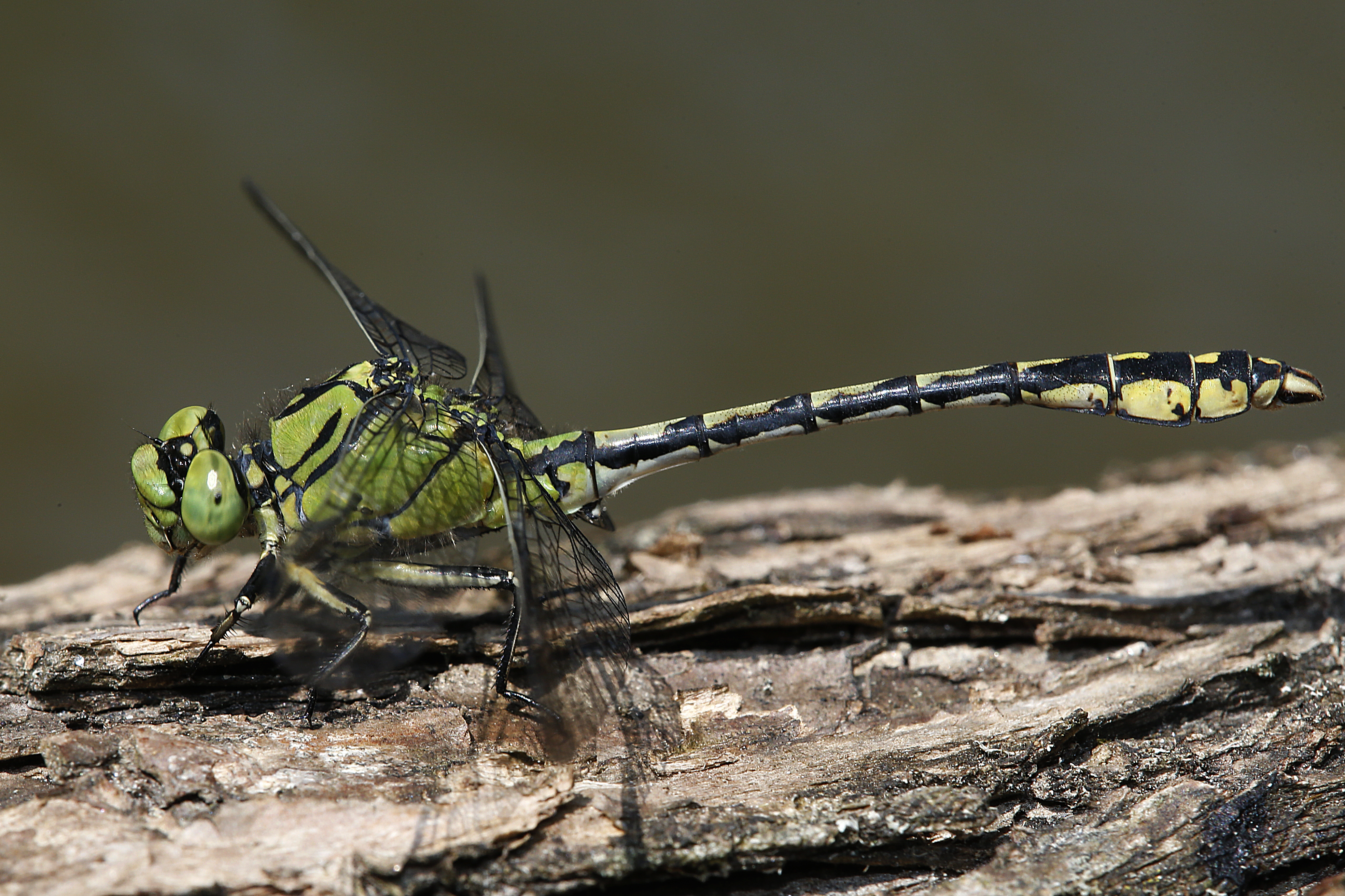 28082013041359 1680 art 956 ophiogomphus cecilia grune keiljungferm1.5