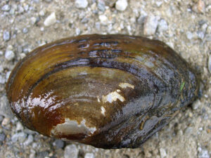 28082013041939 1681 art 1103 unio crassus flussmuschel1