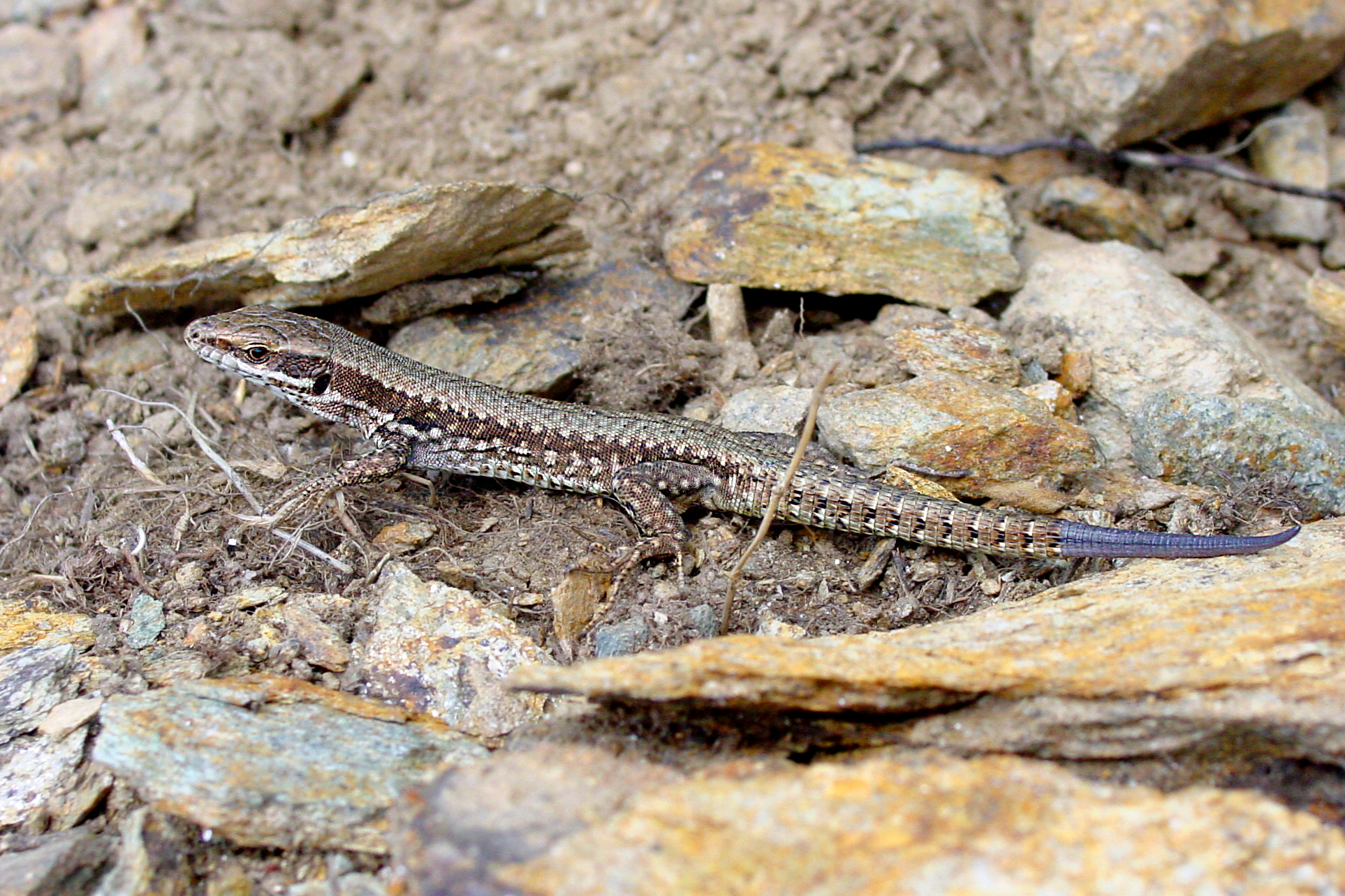 28082013042416 1682 art 1006 lacerta muralis mauereidechse2.2