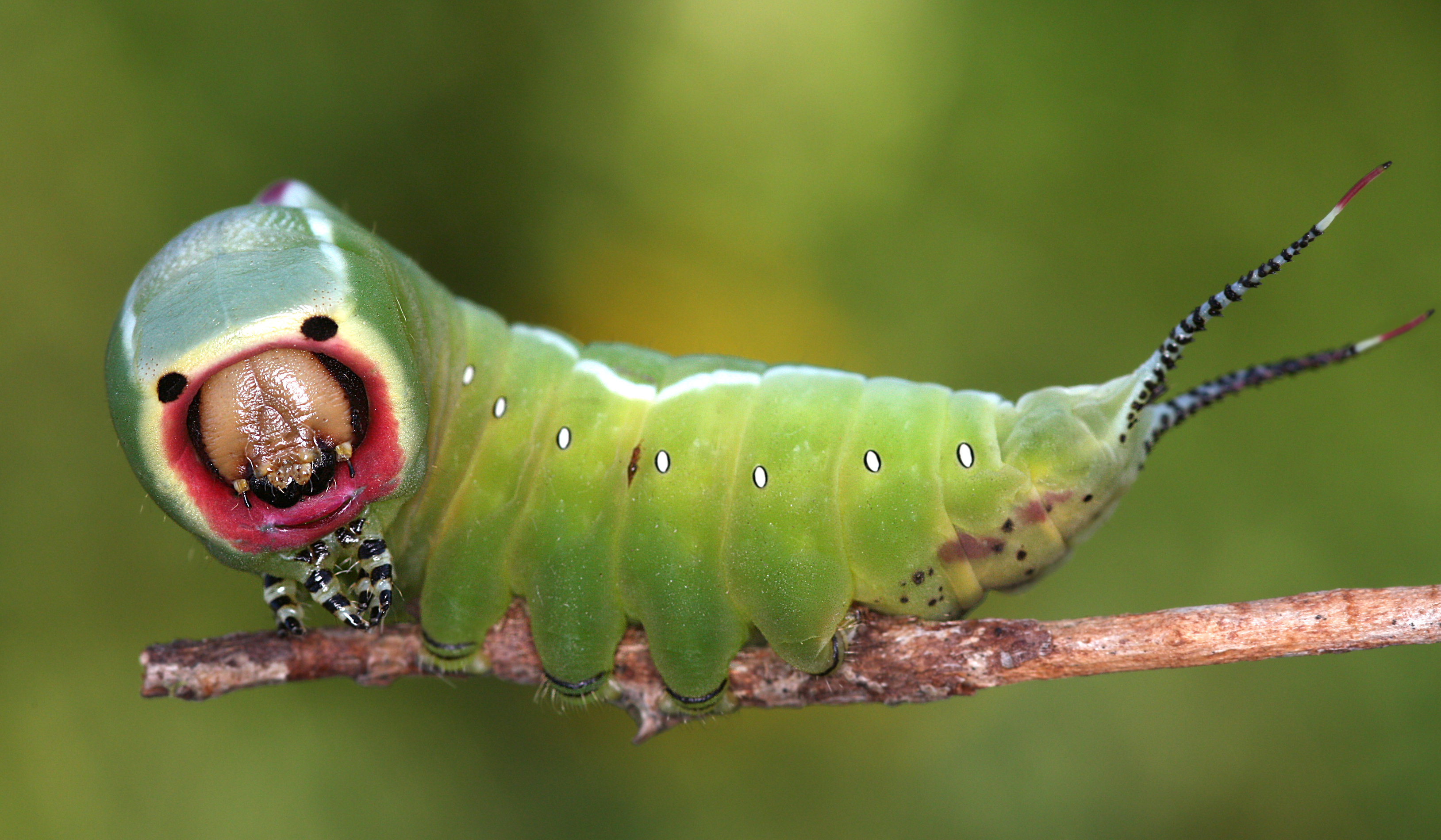 28082013042722 1683 art 627 cerura vinula gabelschwanz