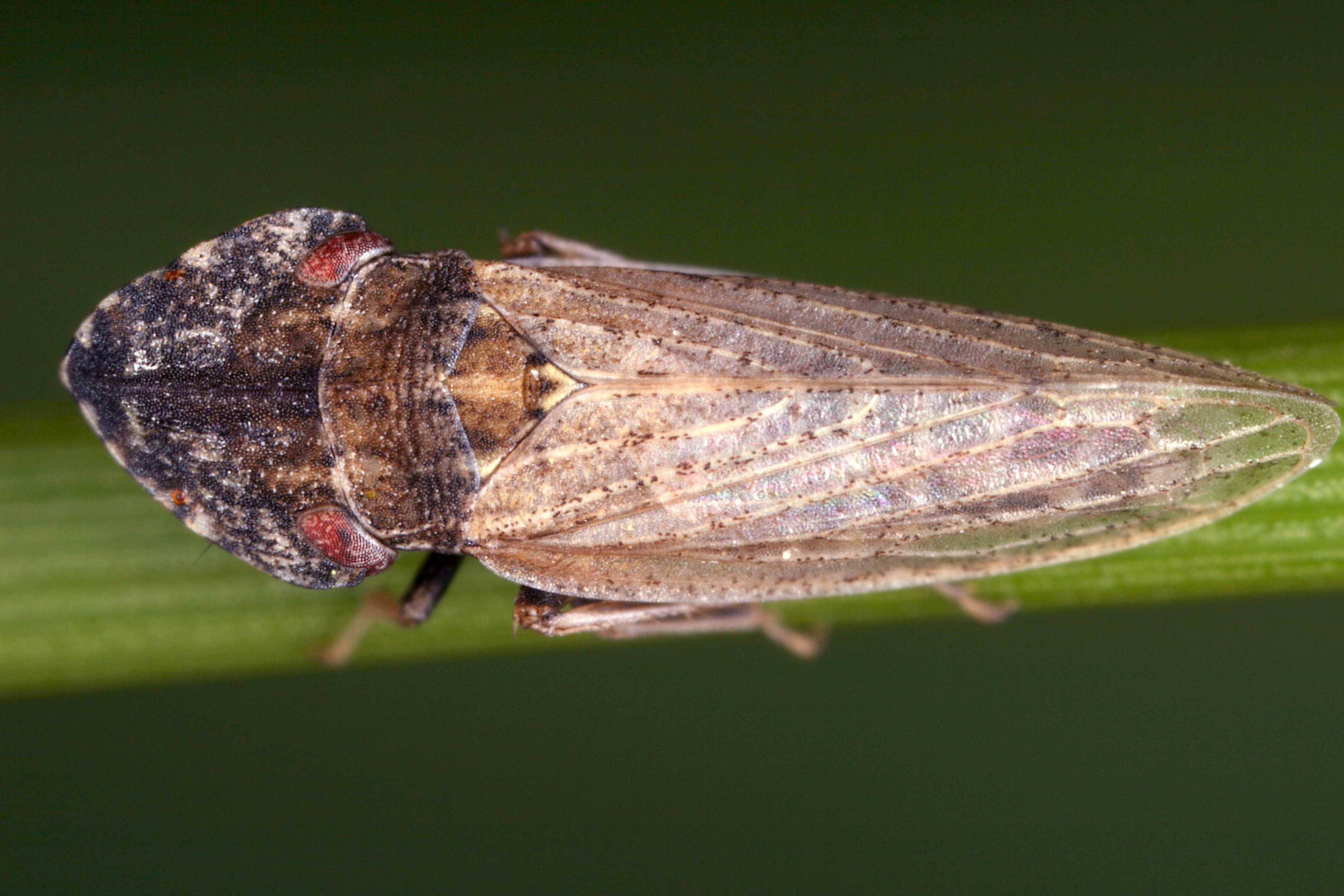 28082013043921 1684 art 1294 eupelix cuspidata loffelzikadew11.3