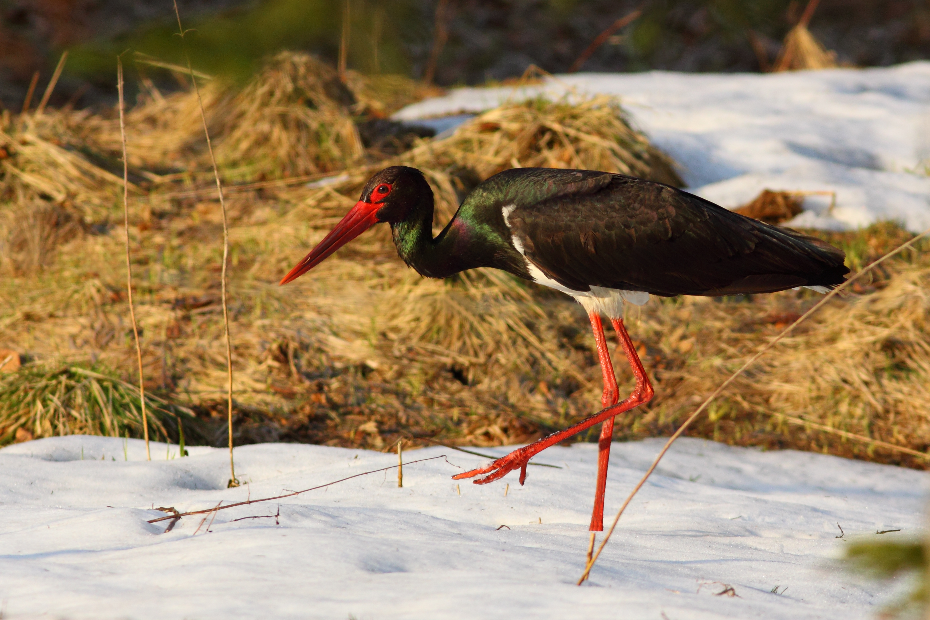 28082013085115 1686 art 827 schwarzstorch