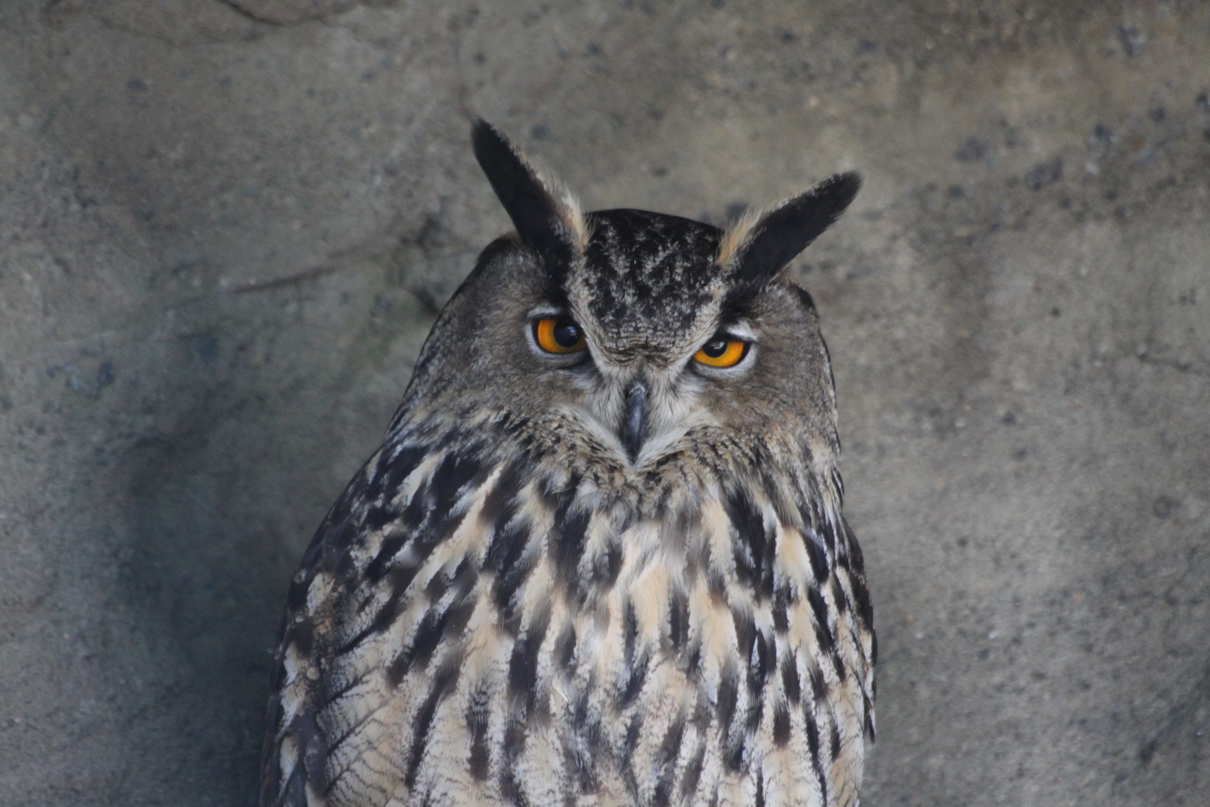 28082013205550 1688 art 839 riegersburg greifvogelschau 005 111