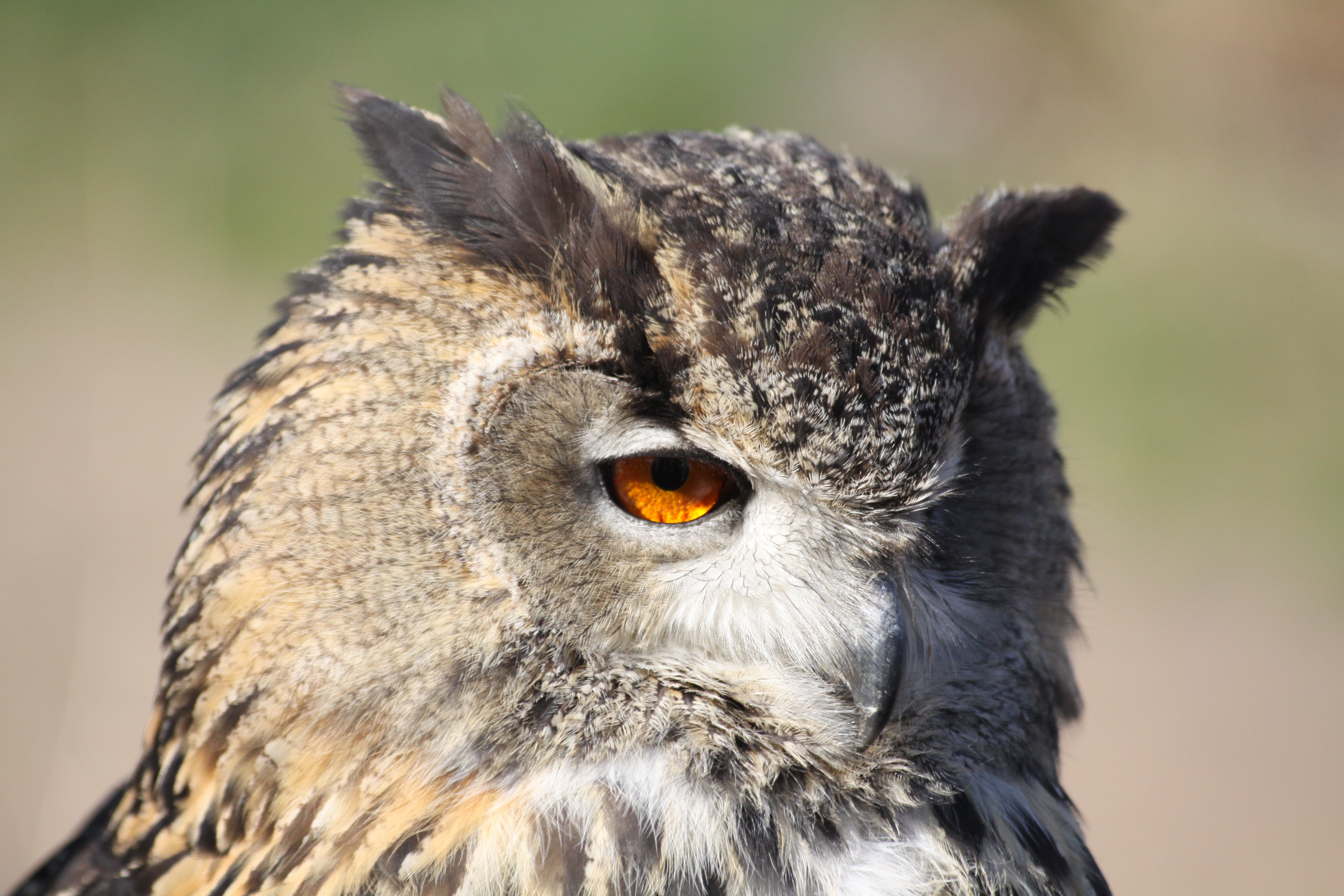 28082013210021 1689 art 839 riegersburg greifvogelschau 005 141